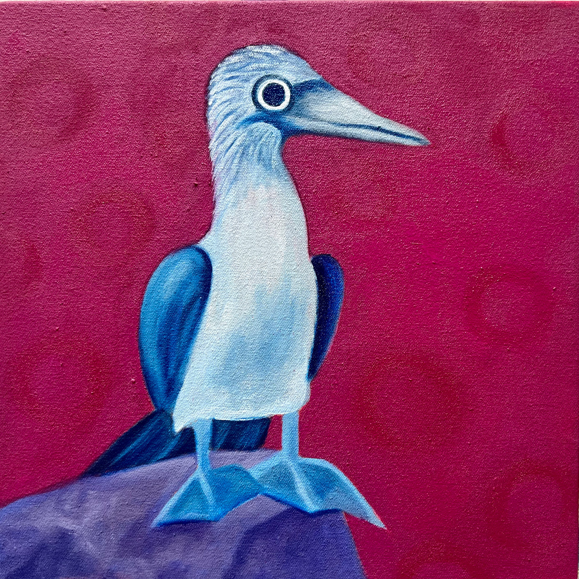 "Blue Footed Booby", 10"x10", oil on canvas