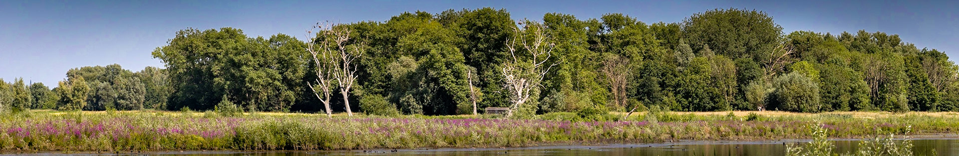 Bourgoyen nature reserve