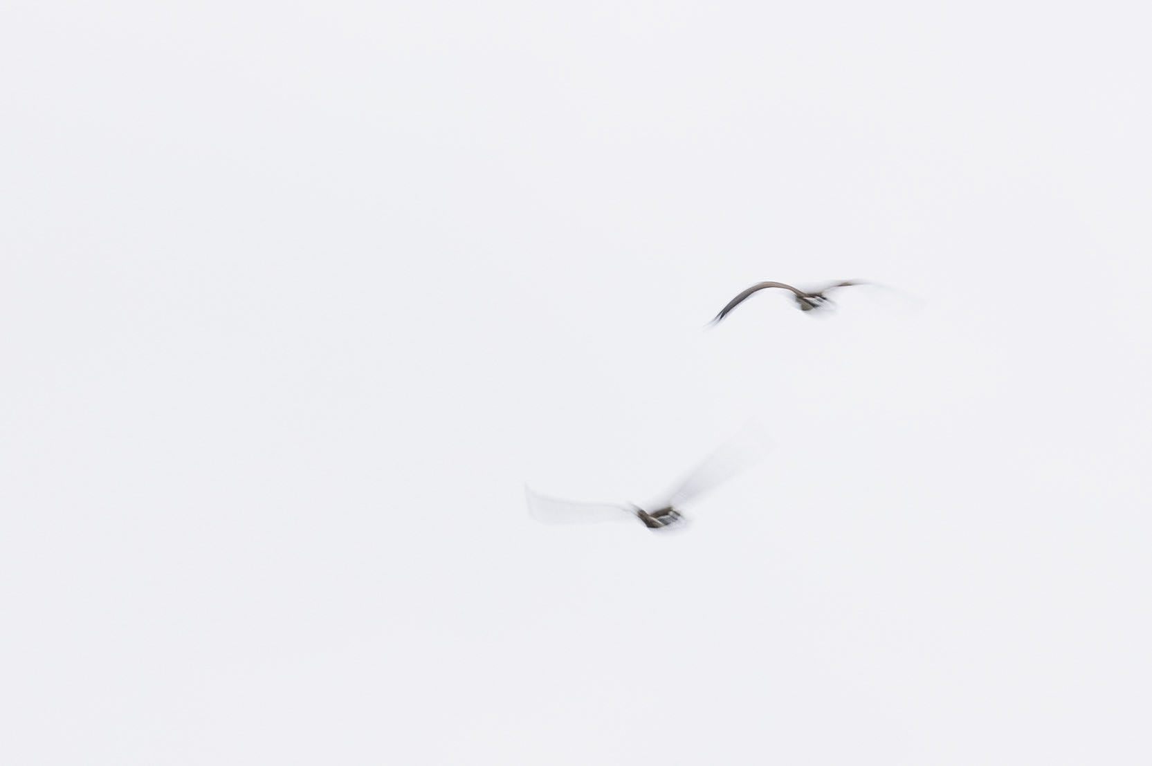 Canada goose - Bourgoyen nature reserve