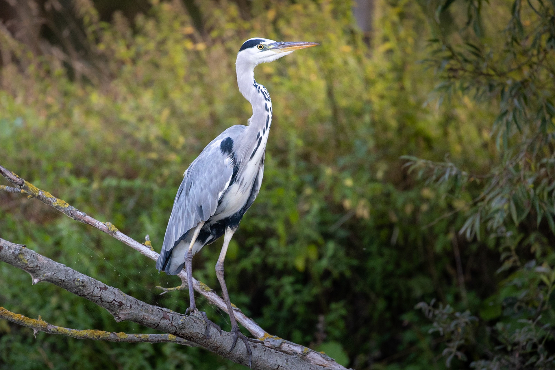 Grey heron - Keuzemeersen nature reserve
