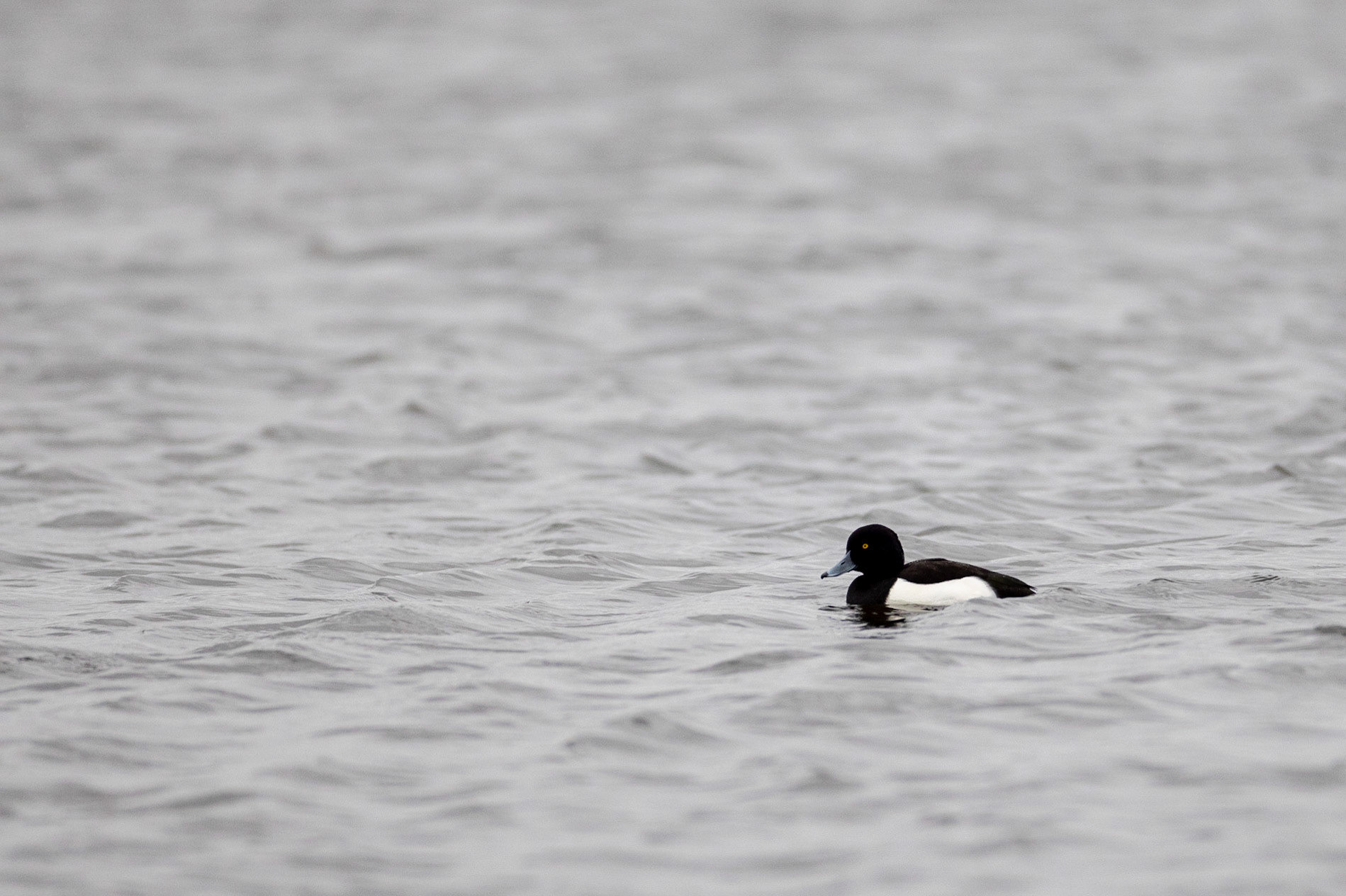 Tufted duck during winter storm - Bourgoyen nature reserve