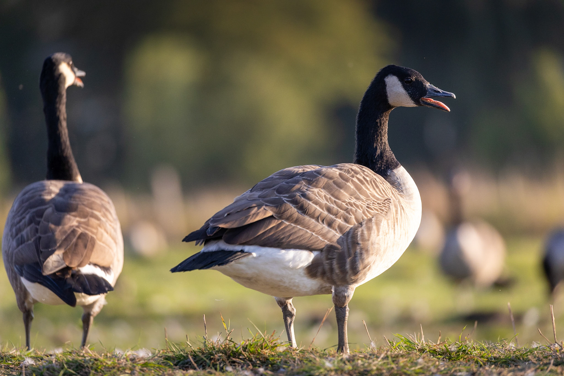 Canada goose - Keuzemeersen nature reserve