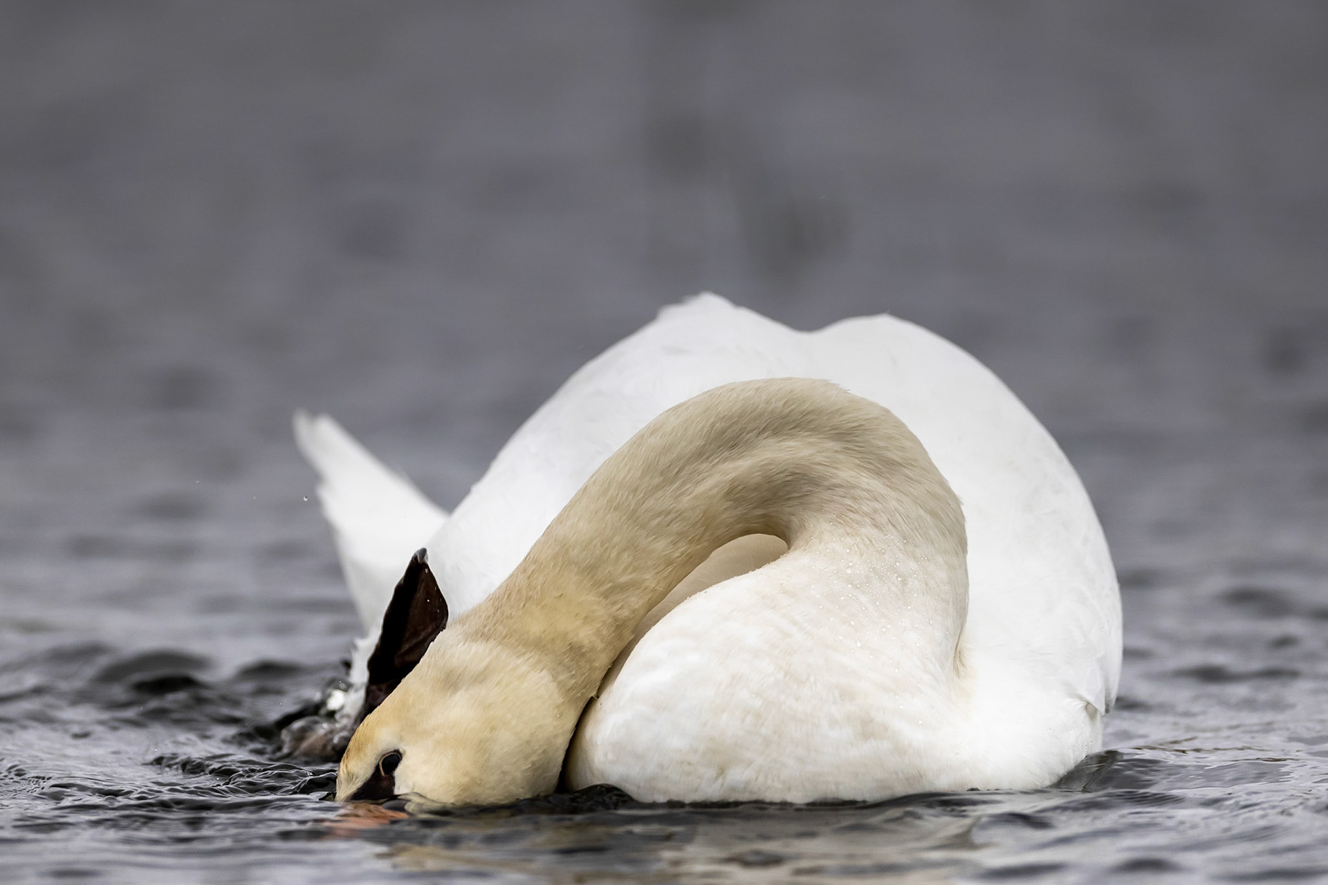 Mute swan - Bourgoyen nature reserve