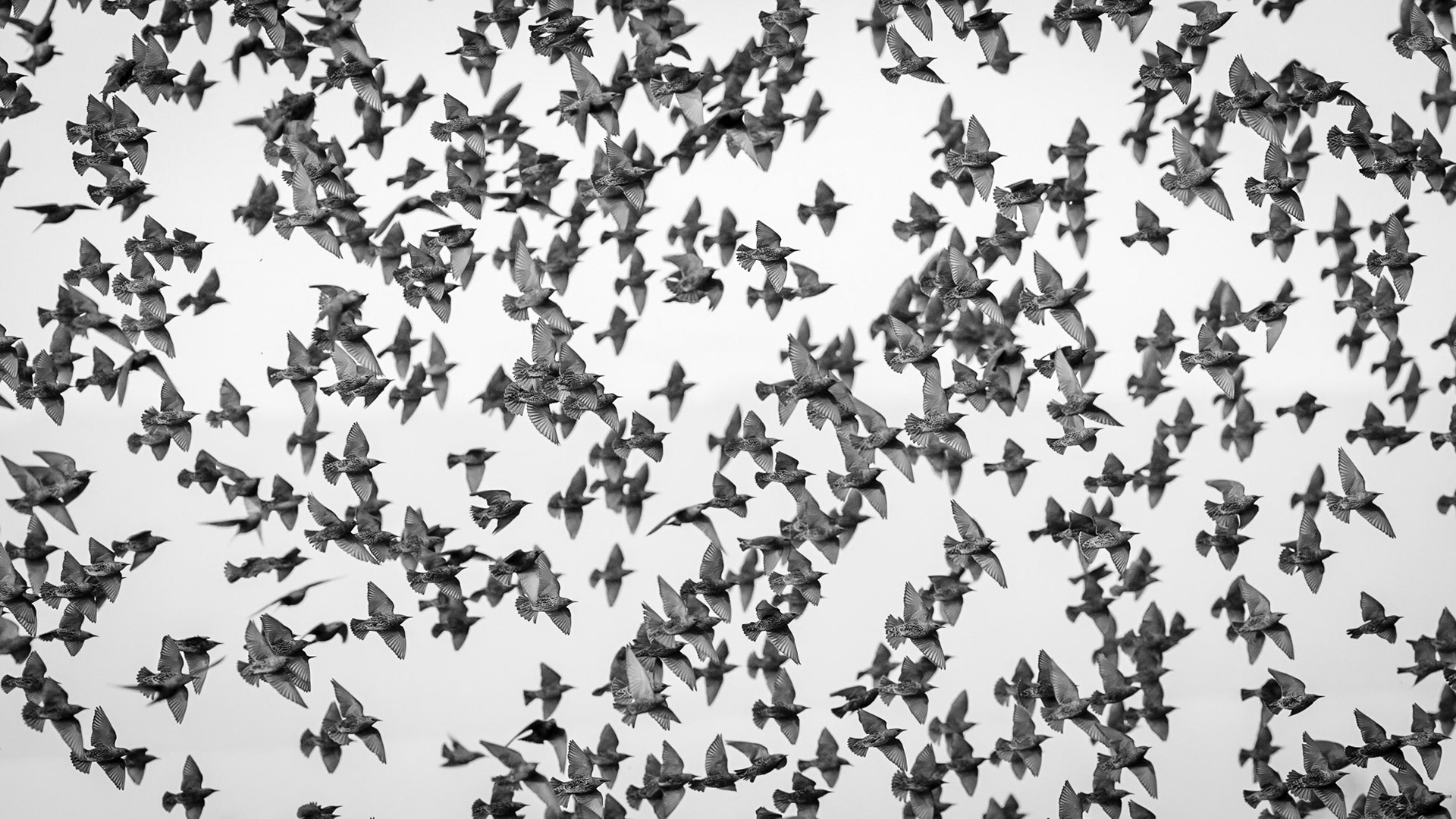 Common starling - Bourgoyen nature reserve