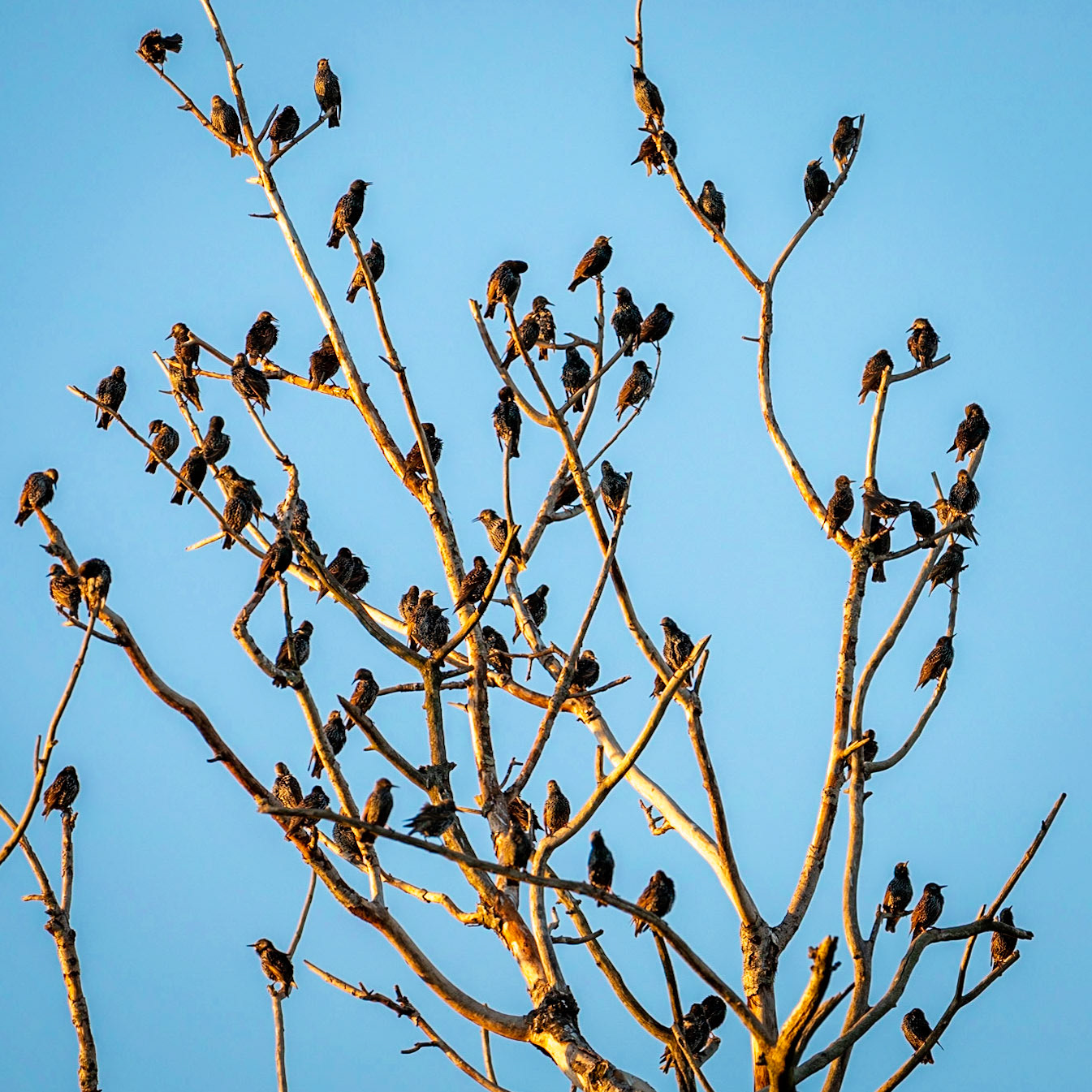 Common starling - Bourgoyen nature reserve