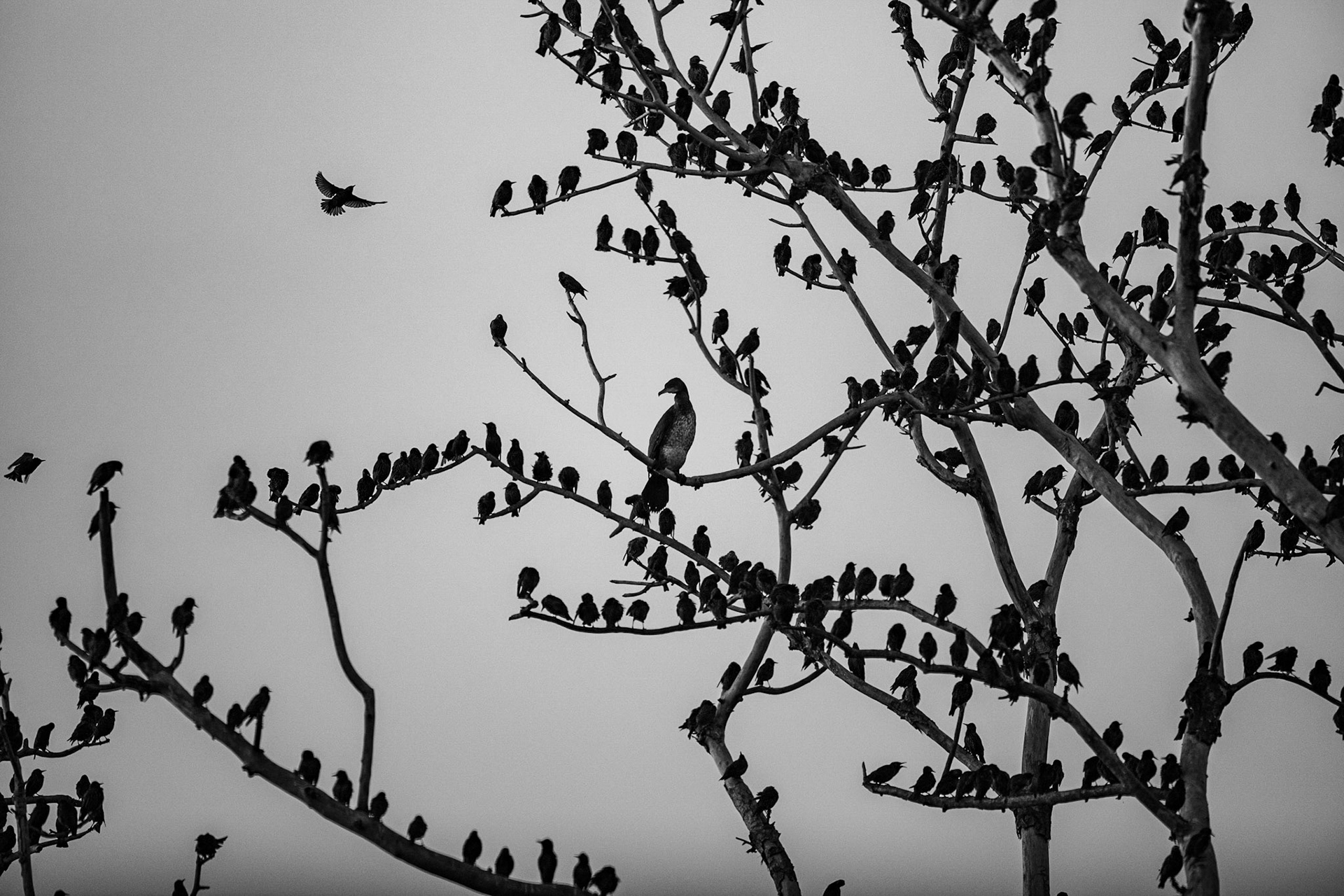 Greater cormorant and Common starling - Bourgoyen nature reserve