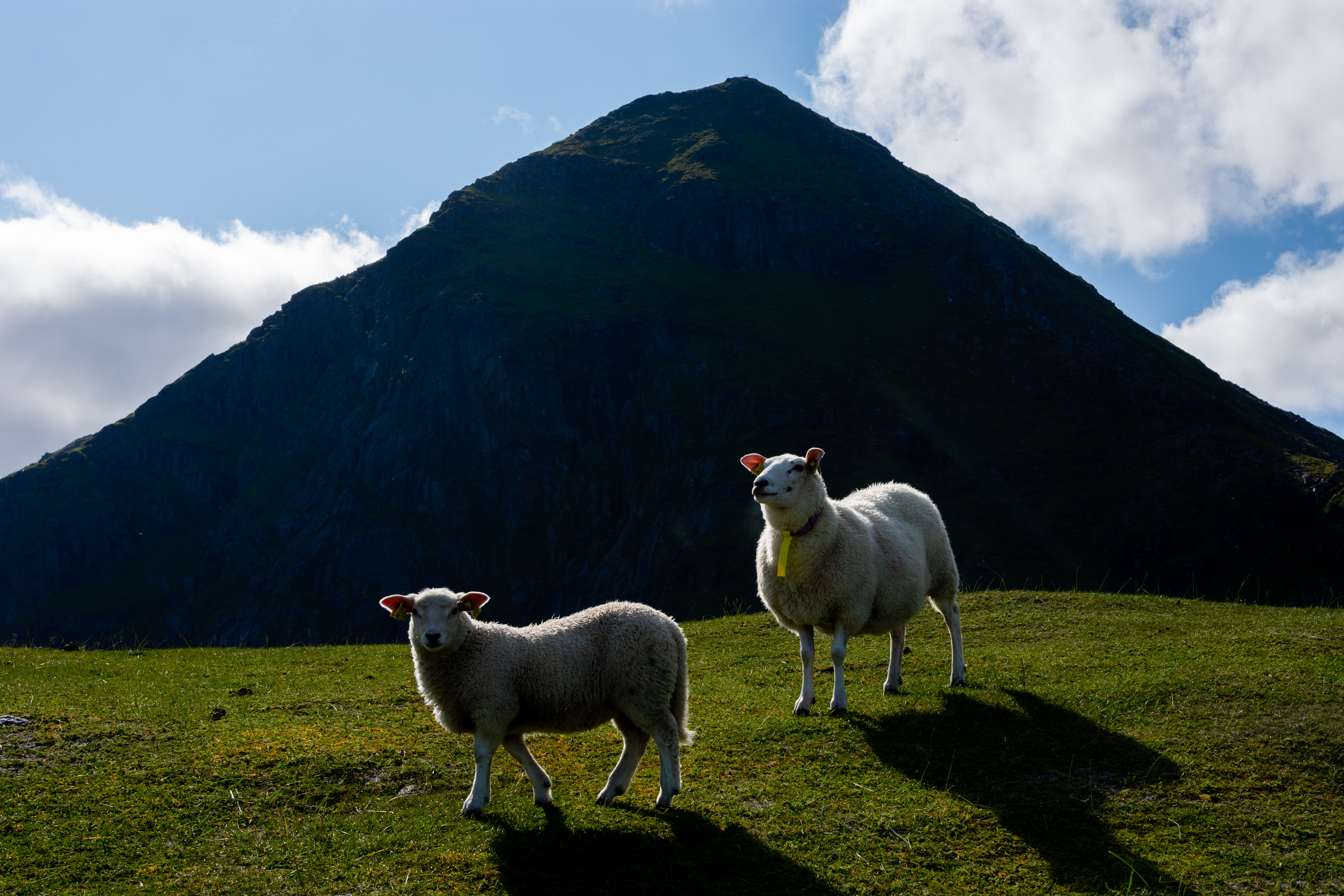 NORWAY, LOFOTES, 2019
