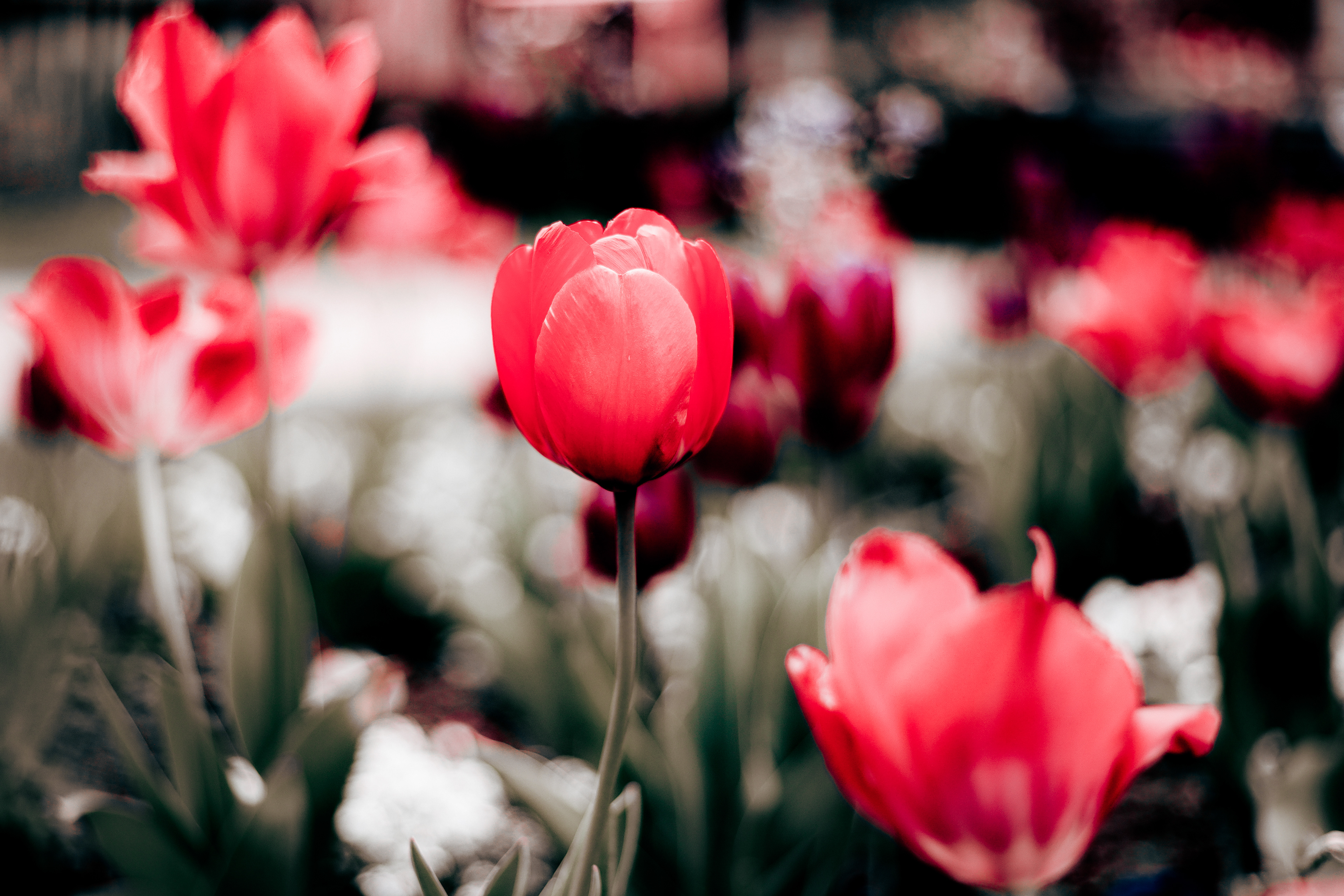 Moody Tulips