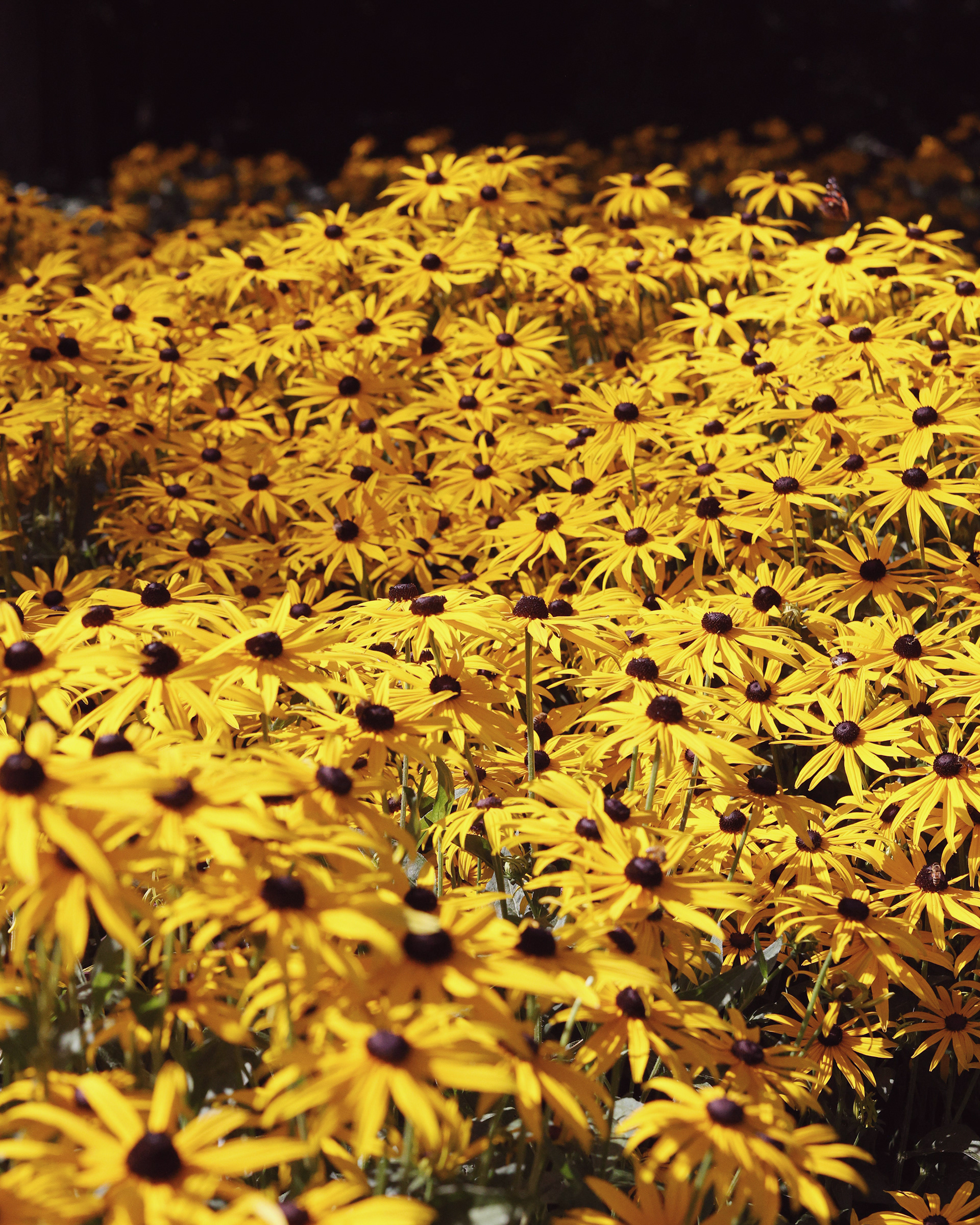 Amsterdam Flowers One