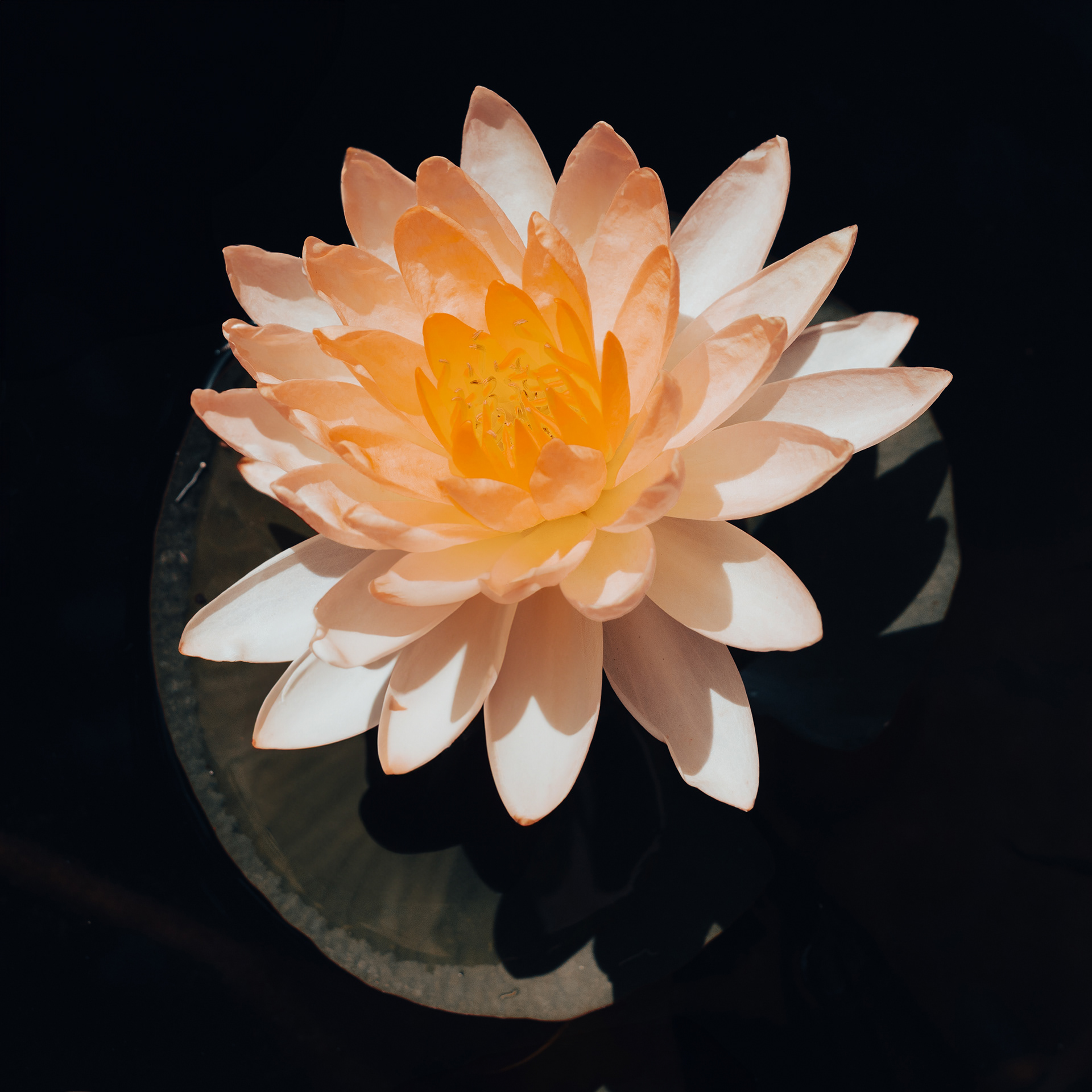 Water Lily - Seerose