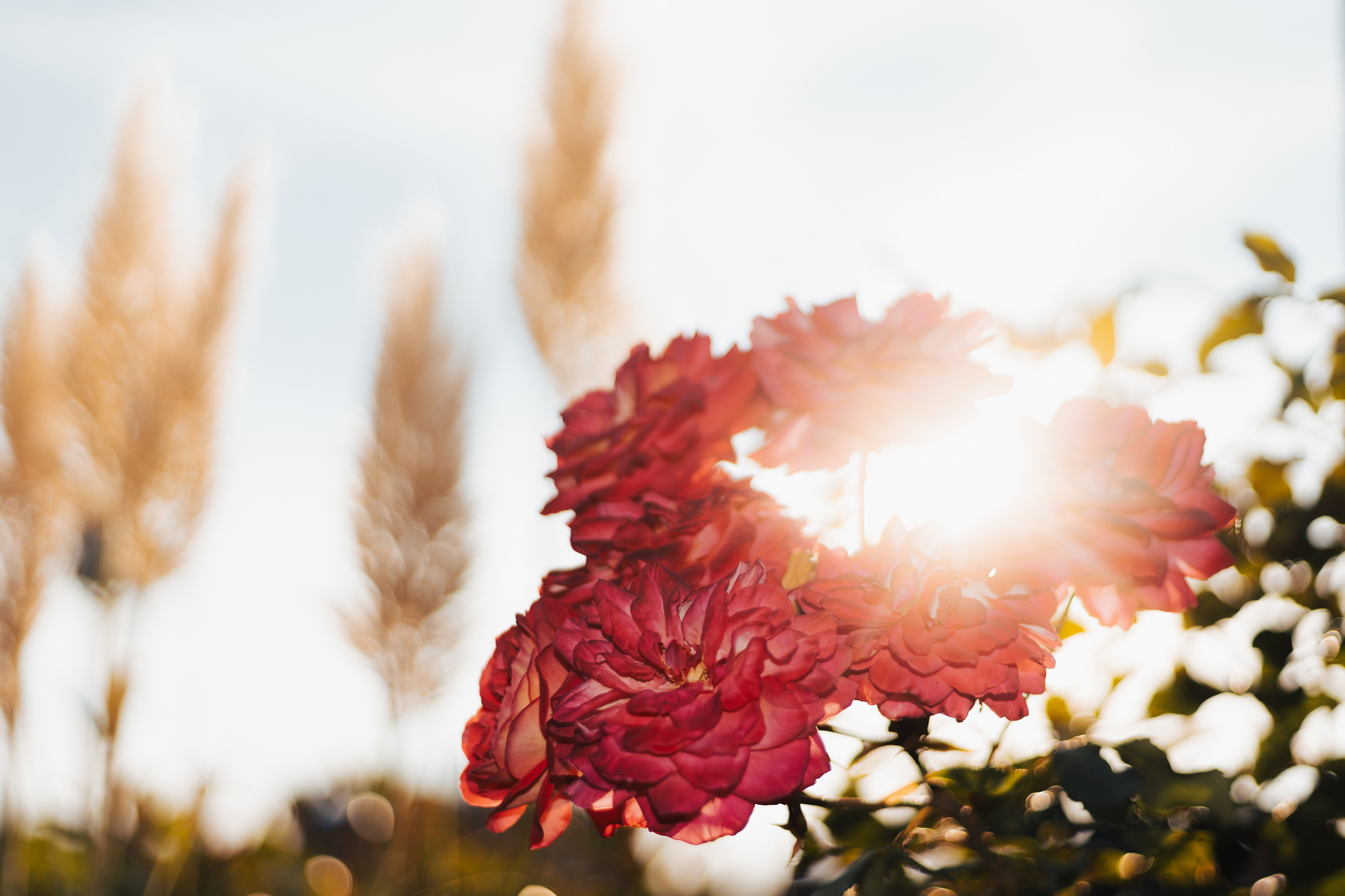 Flowers and Gold