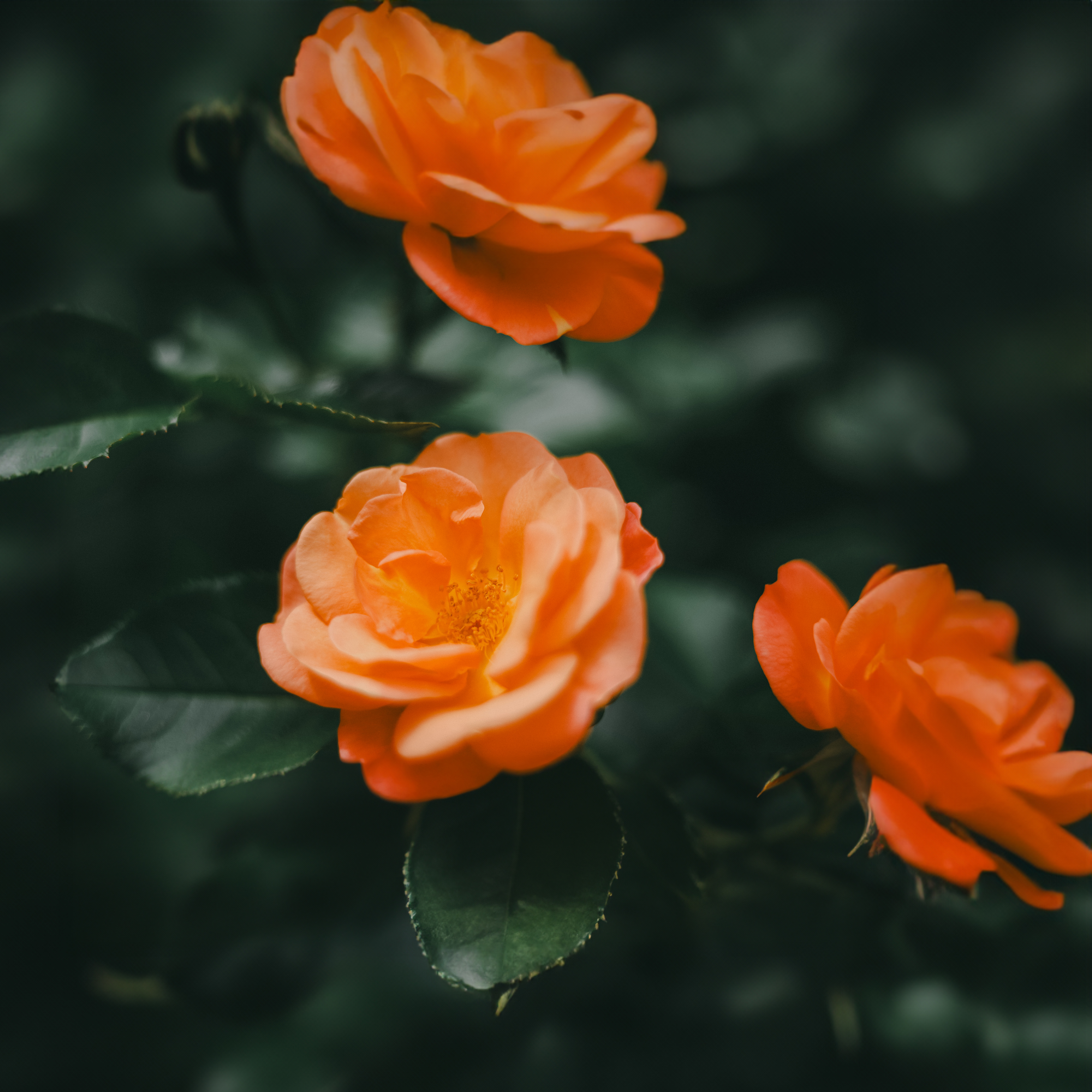 Moddy Roses