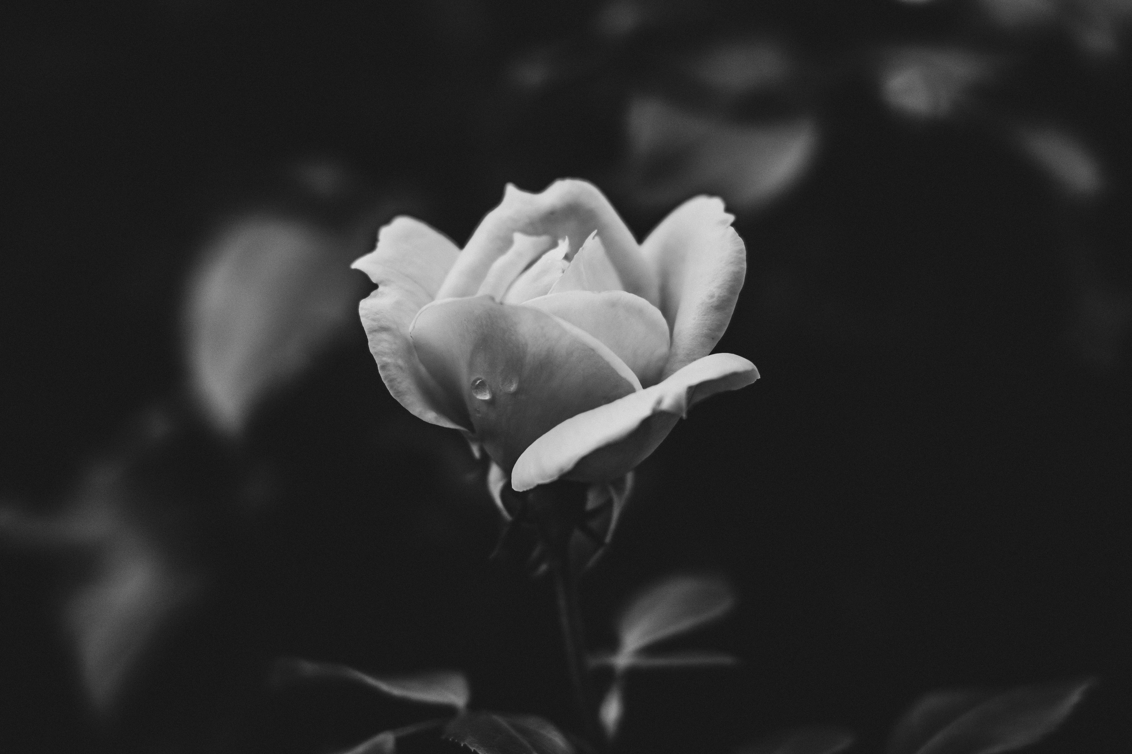 Crying Rose 2