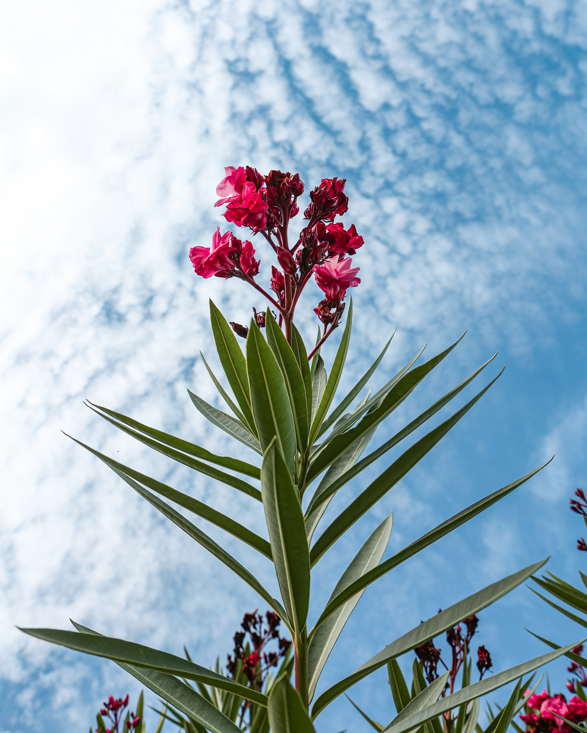 Lido Flower