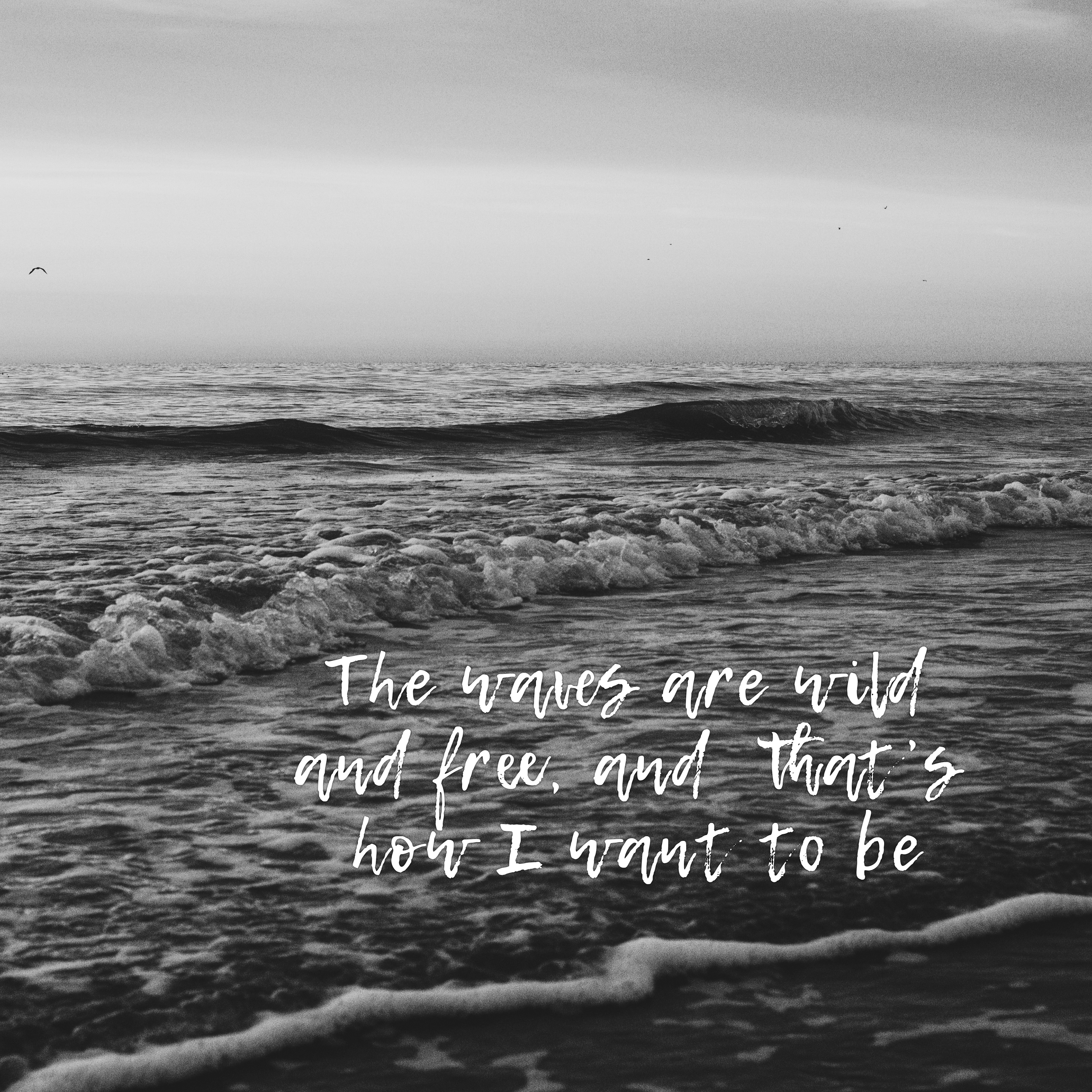 Wild Sea One