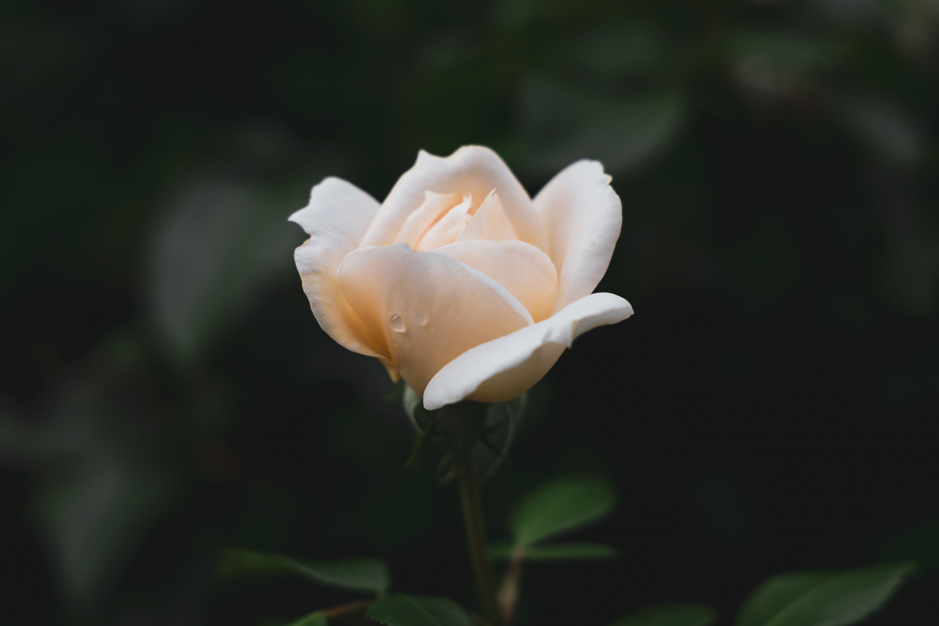 Crying Rose