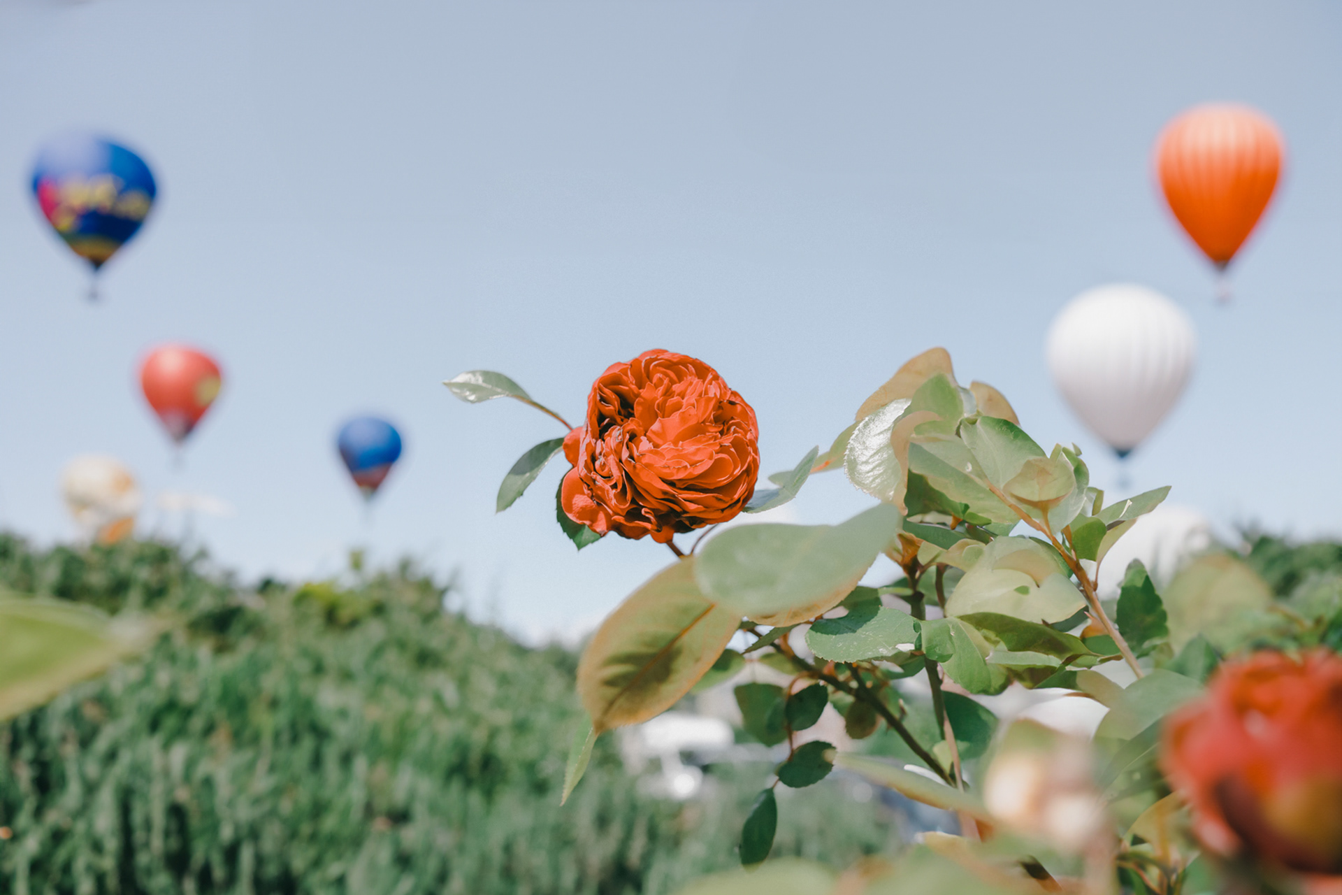 Syracuse Flower