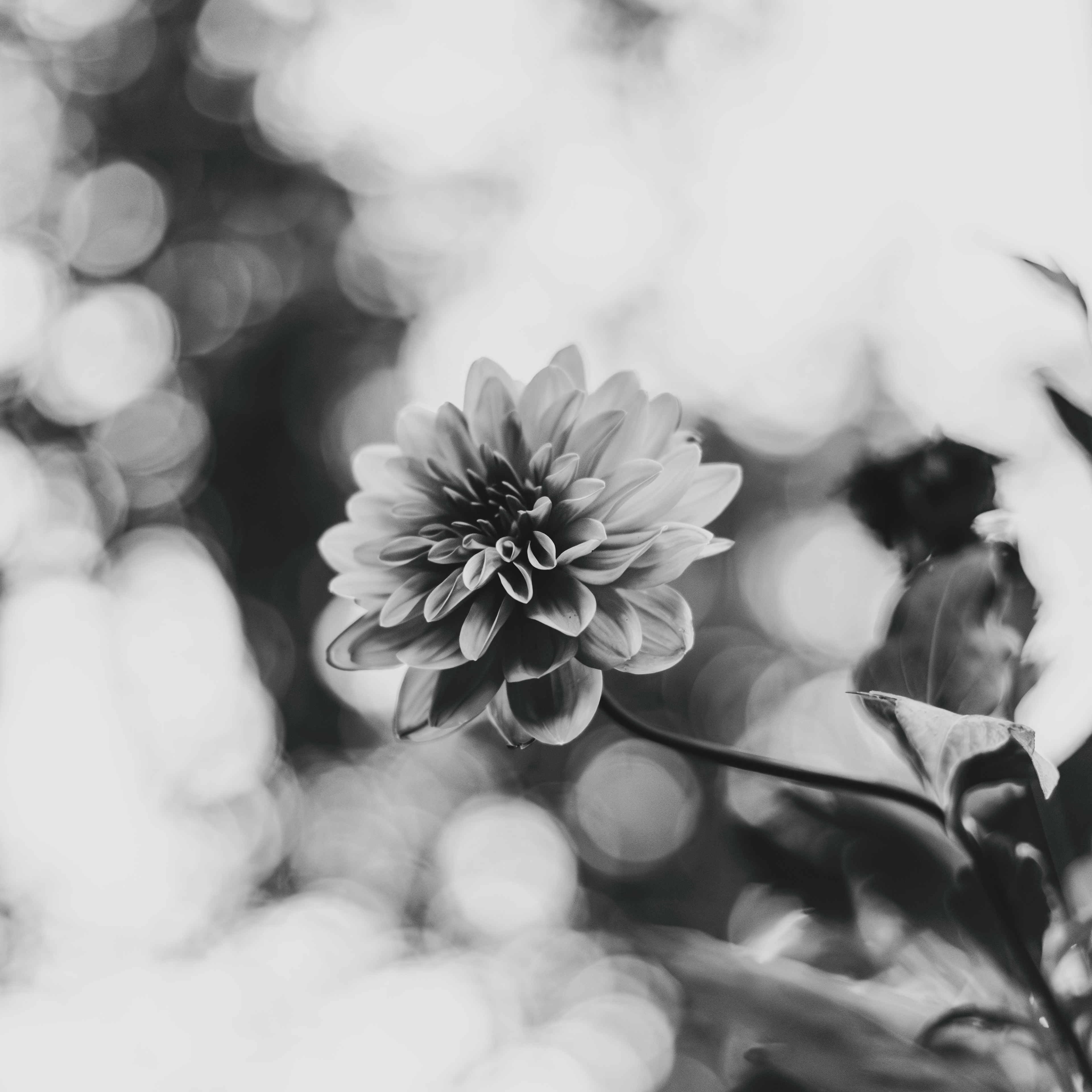 Black and White - Dahlia