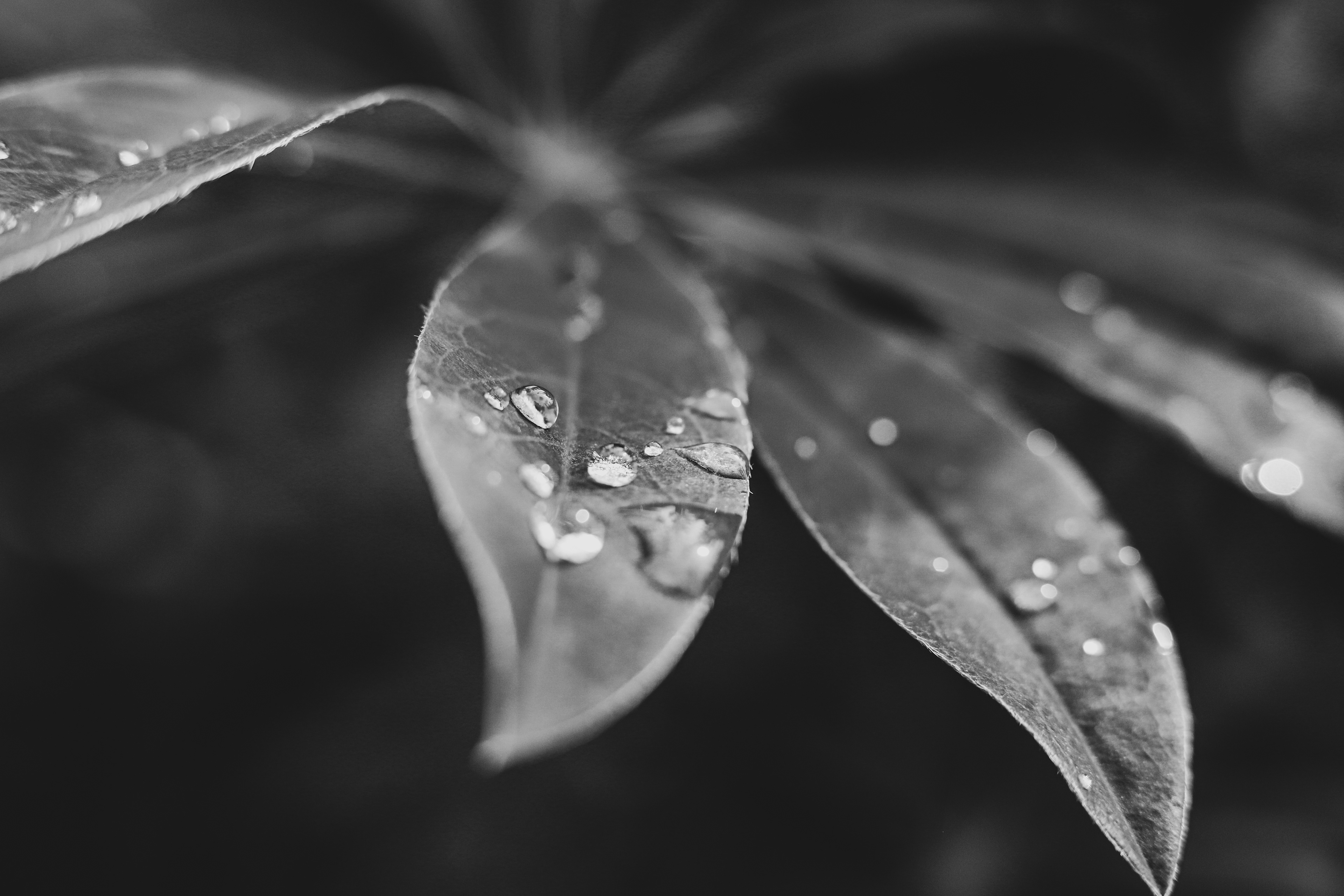 Droplets One