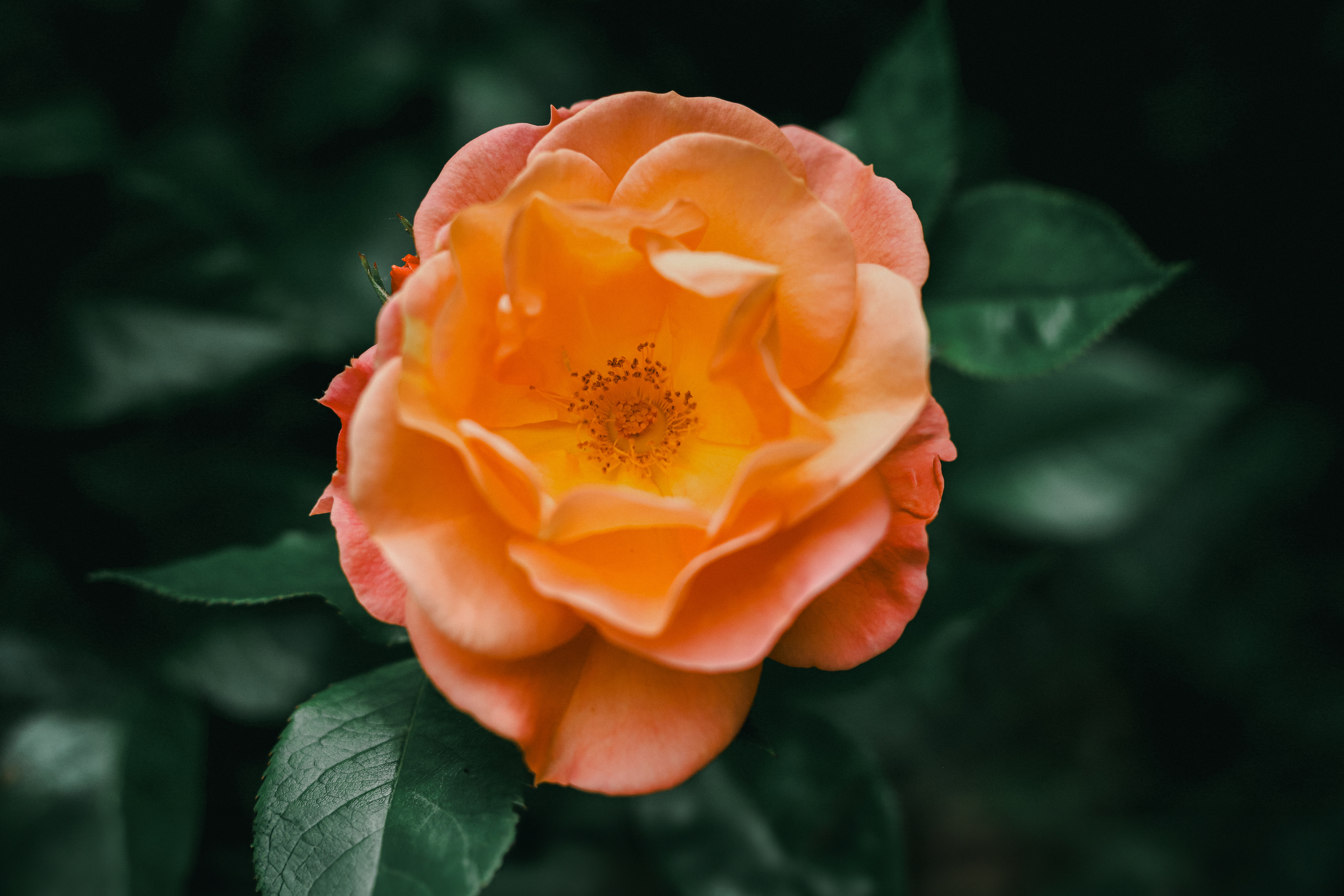 Moody Rose