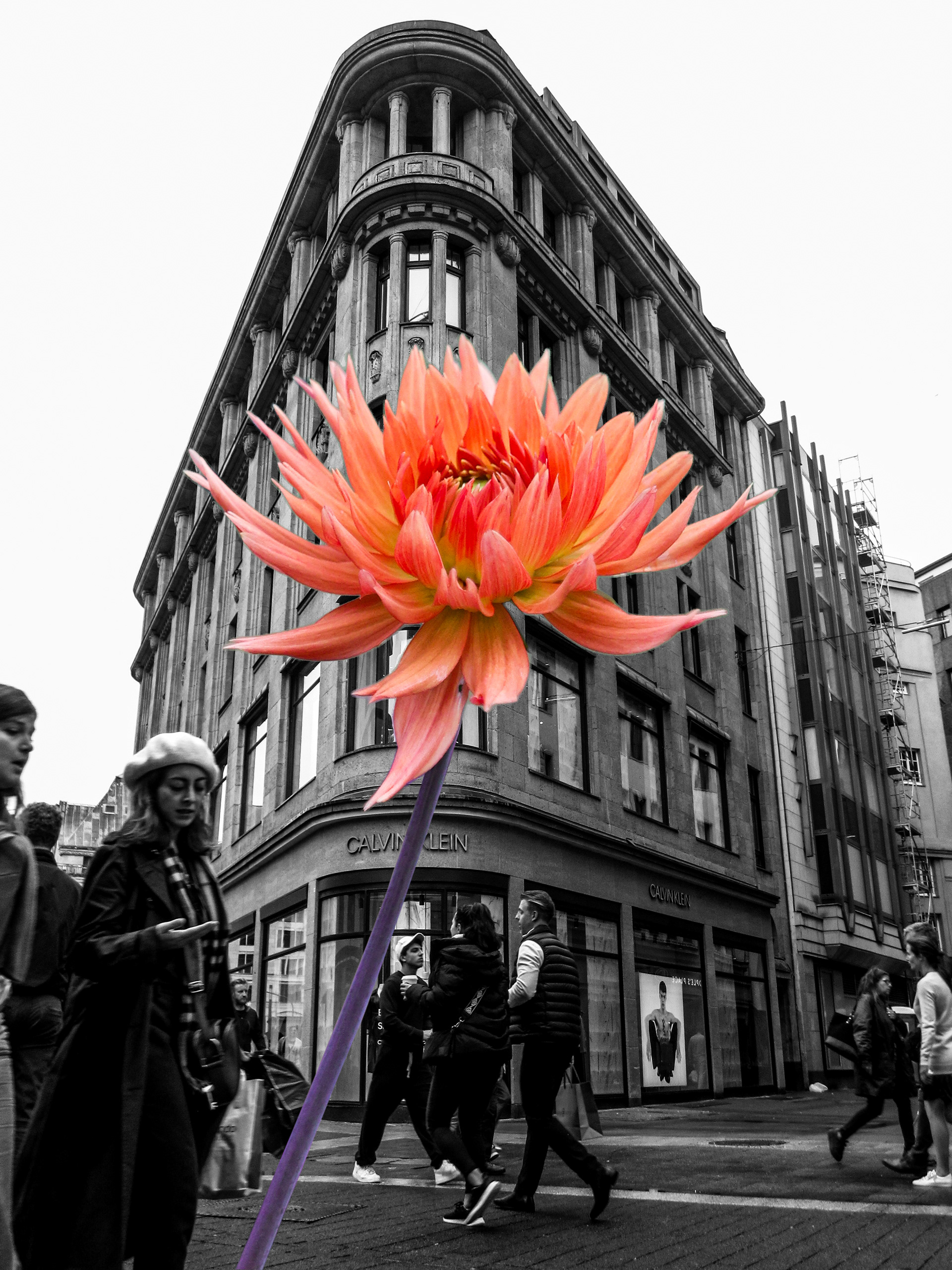 Dahlia Composite