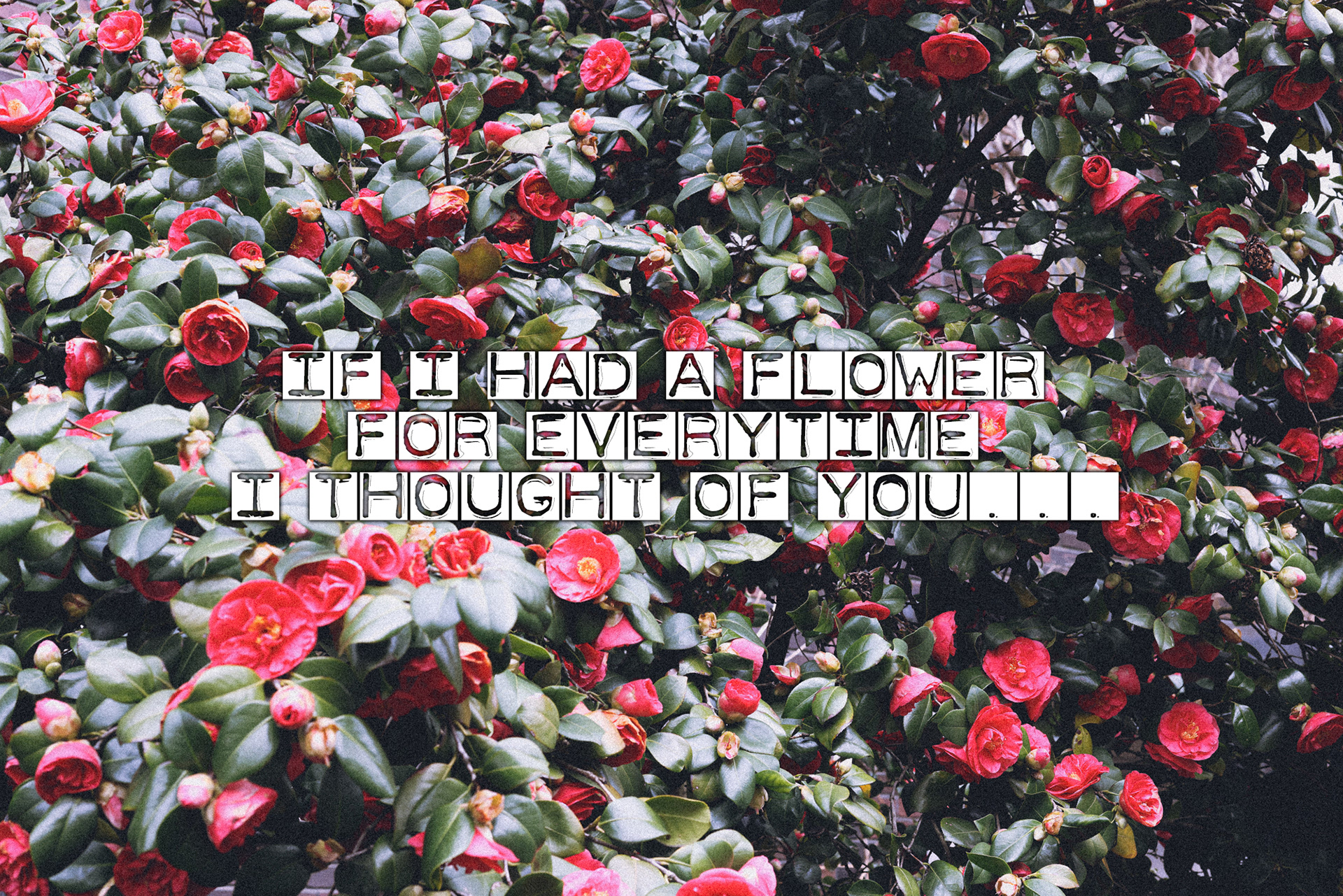 If I had a Flower