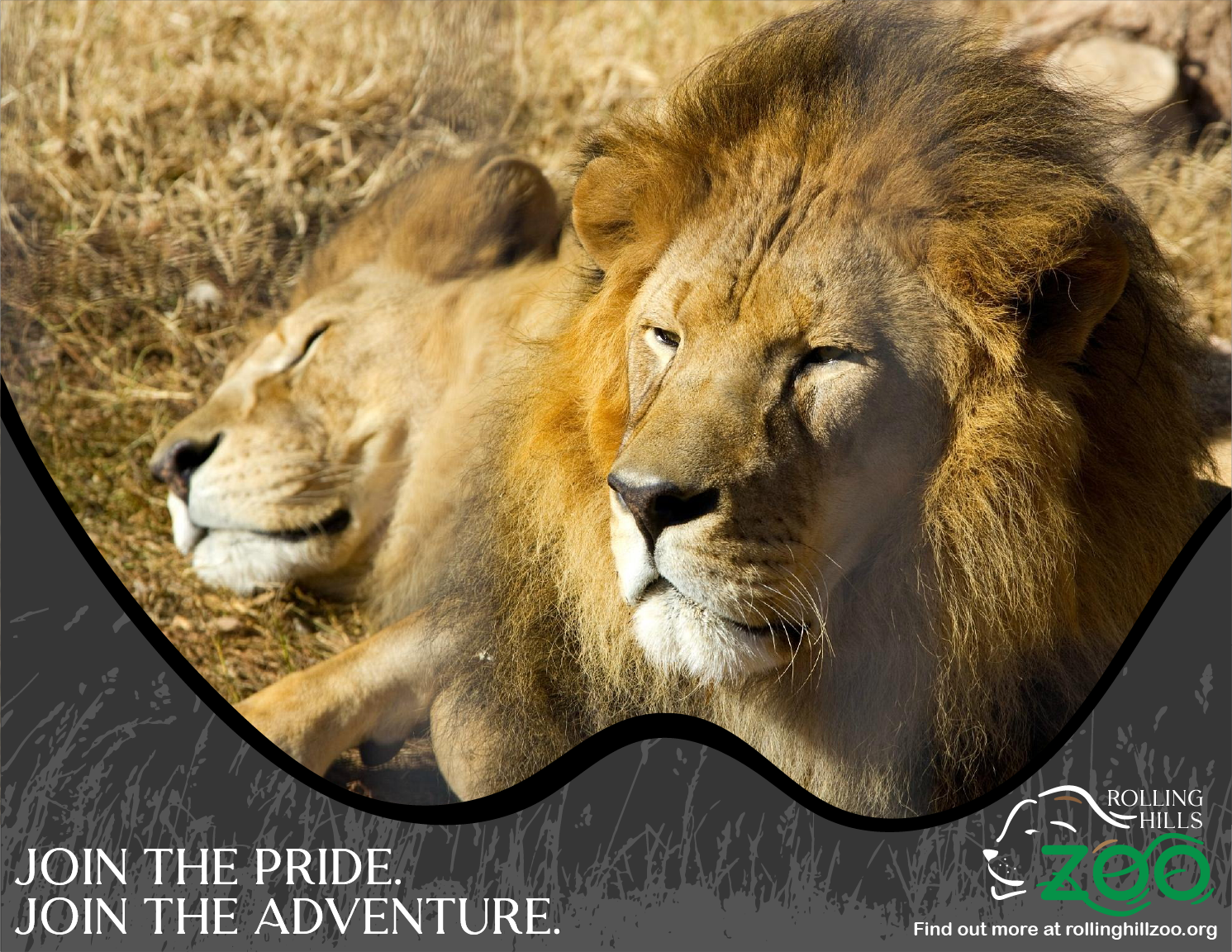 Zoo Advertisment