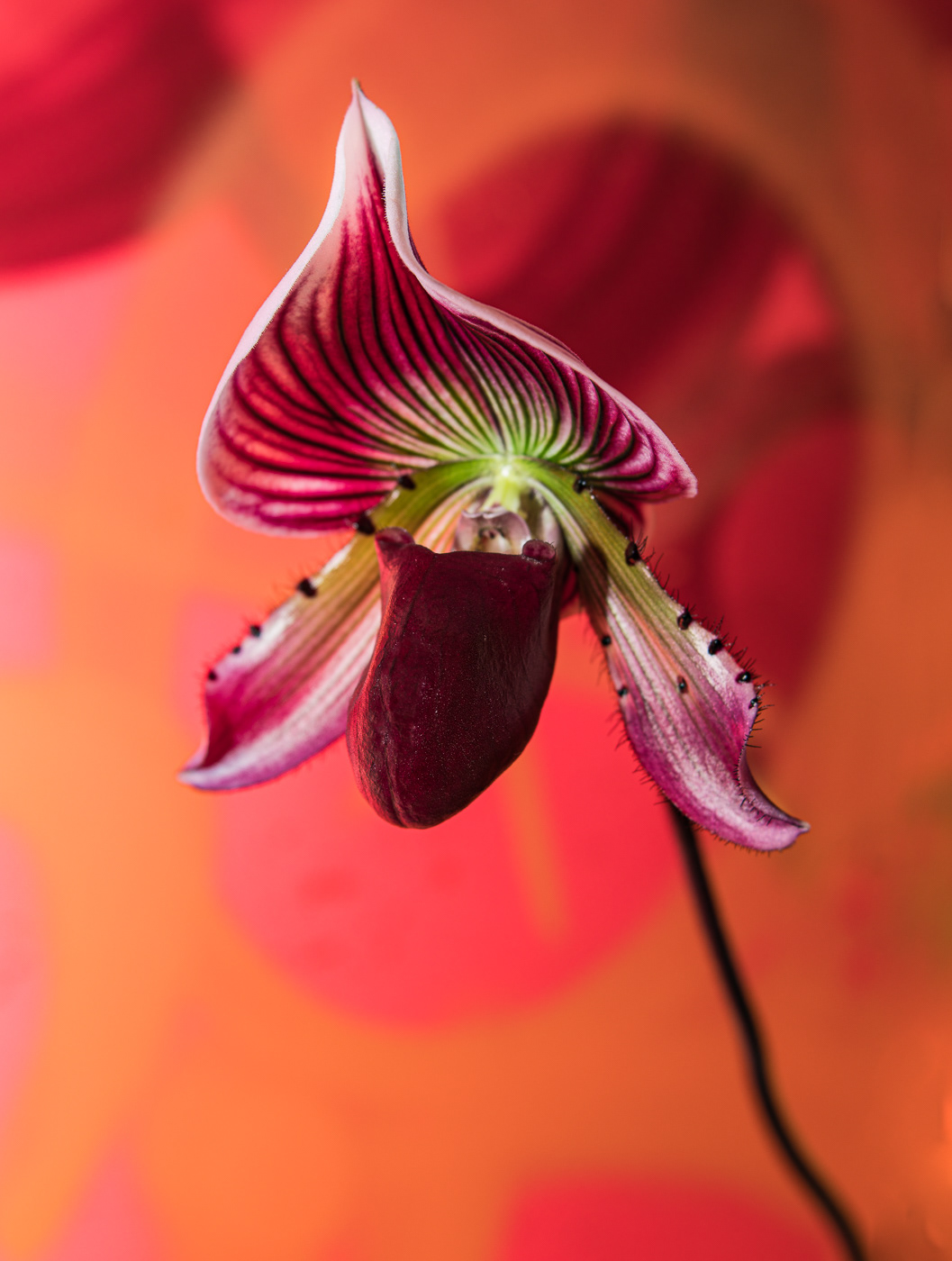 Orchid Diva