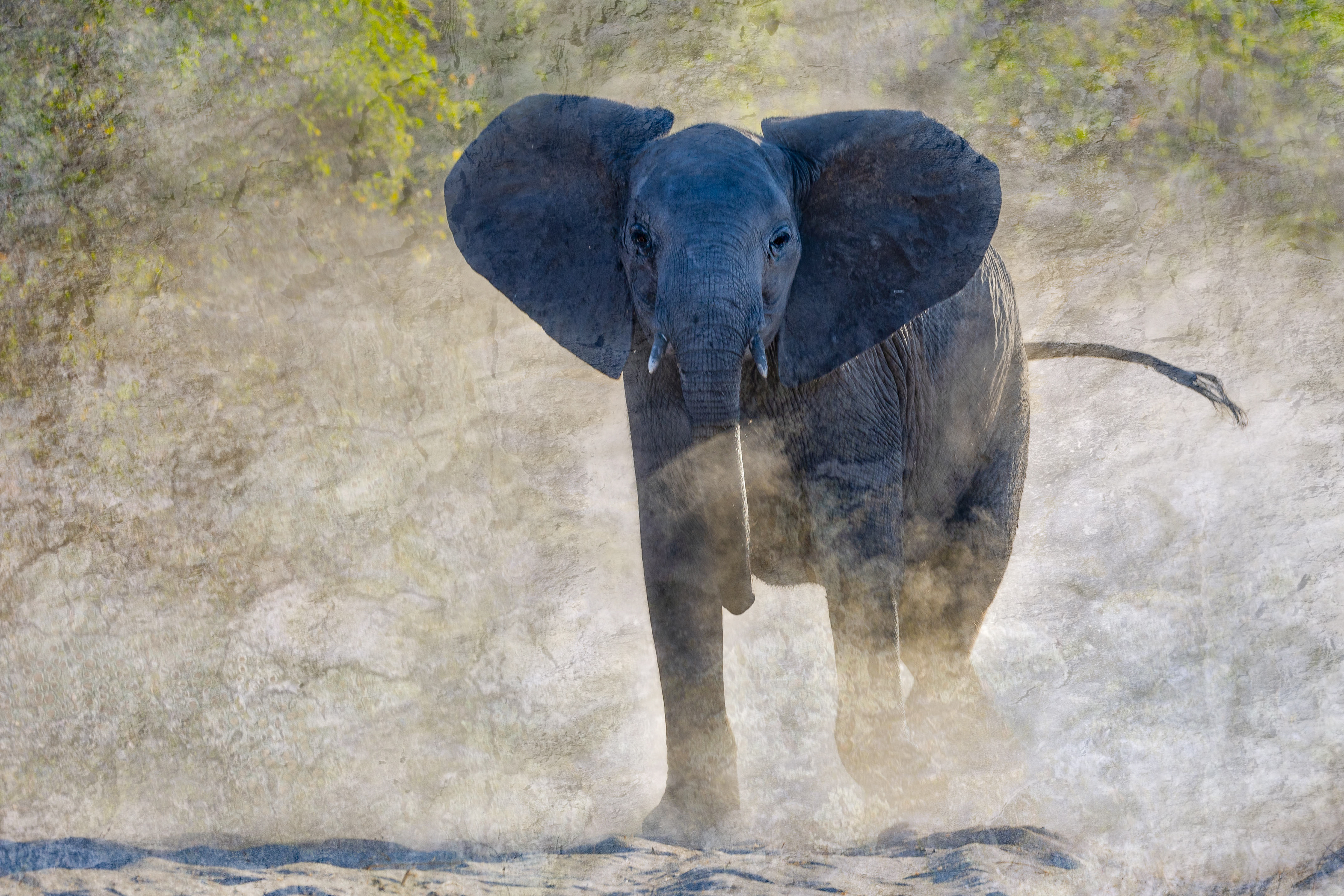 Dust up ~ Juvenile Elephant