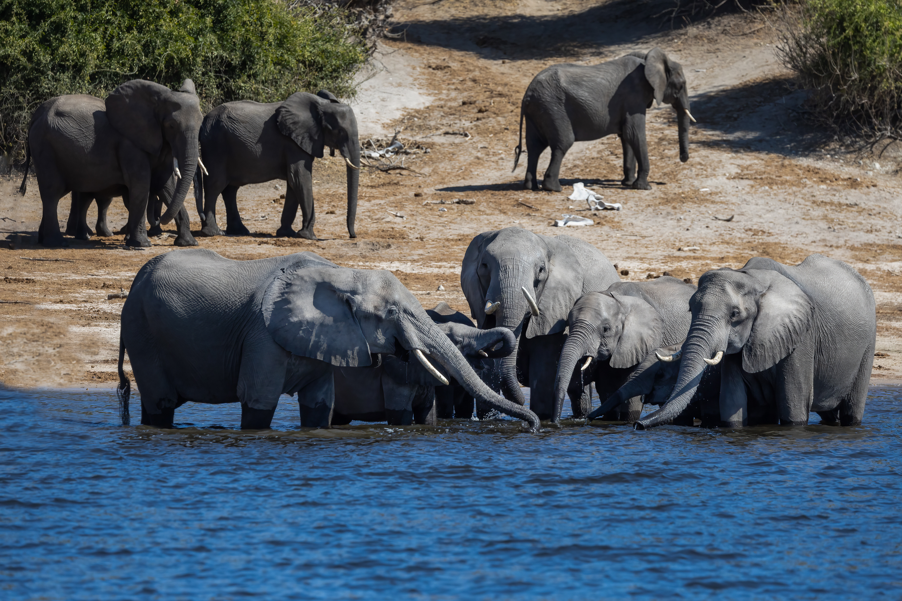Elephant family group at edge of river
