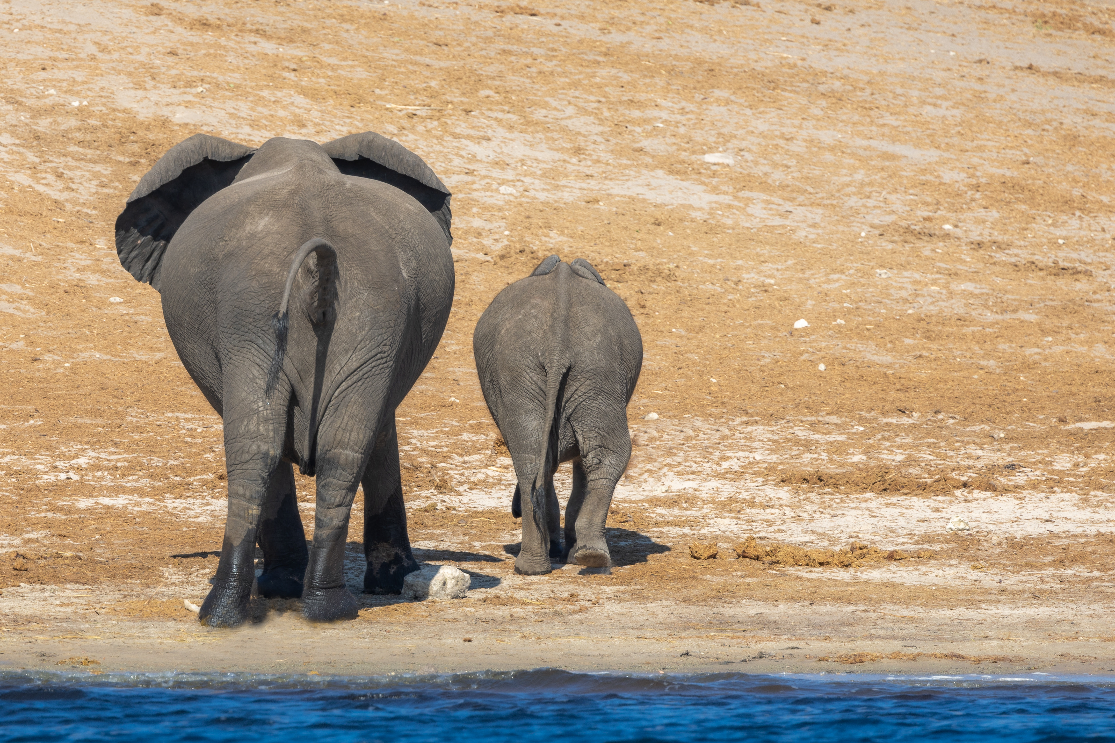 Elephants from the rear