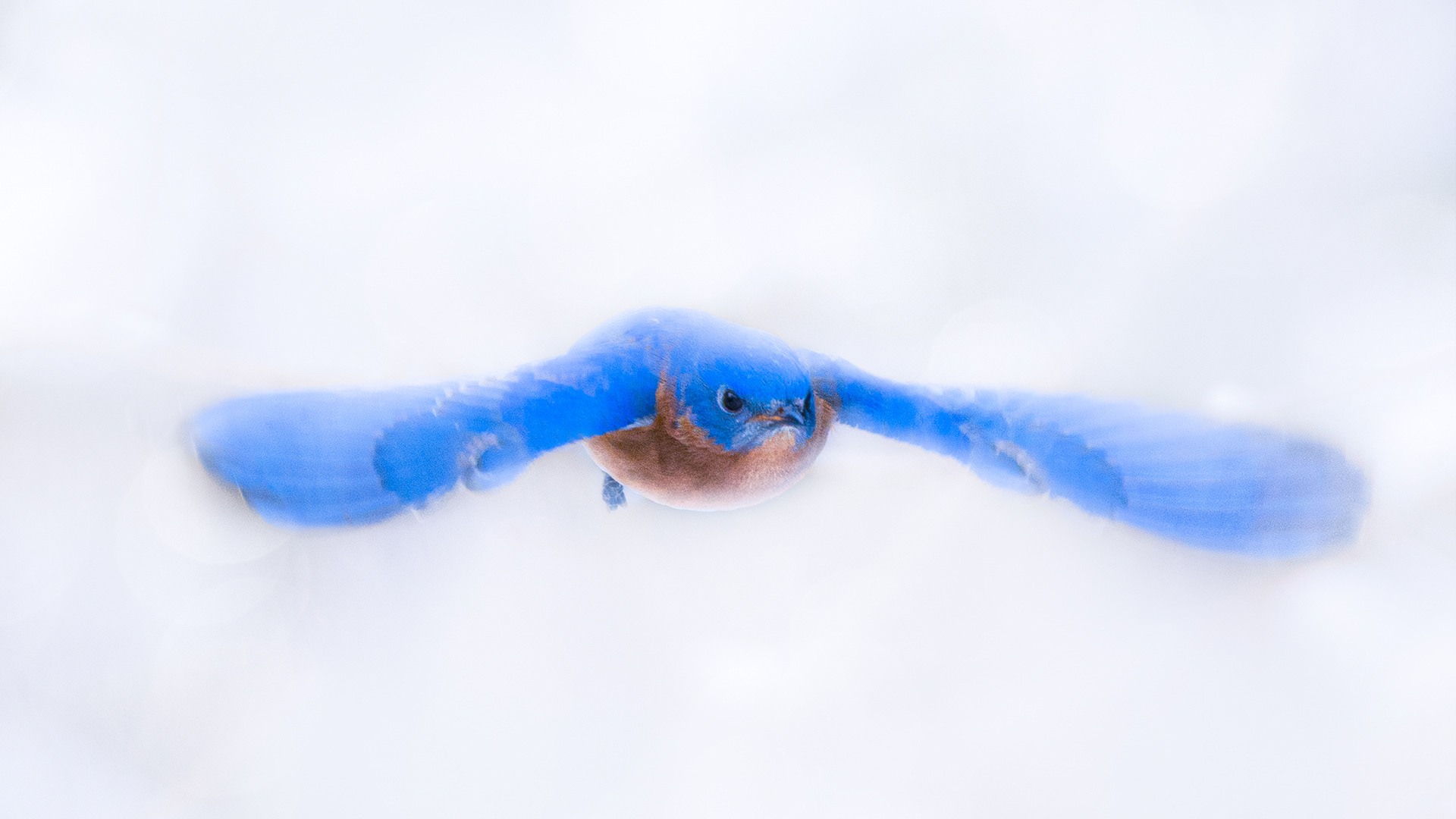 Eastern Bluebird in Snow