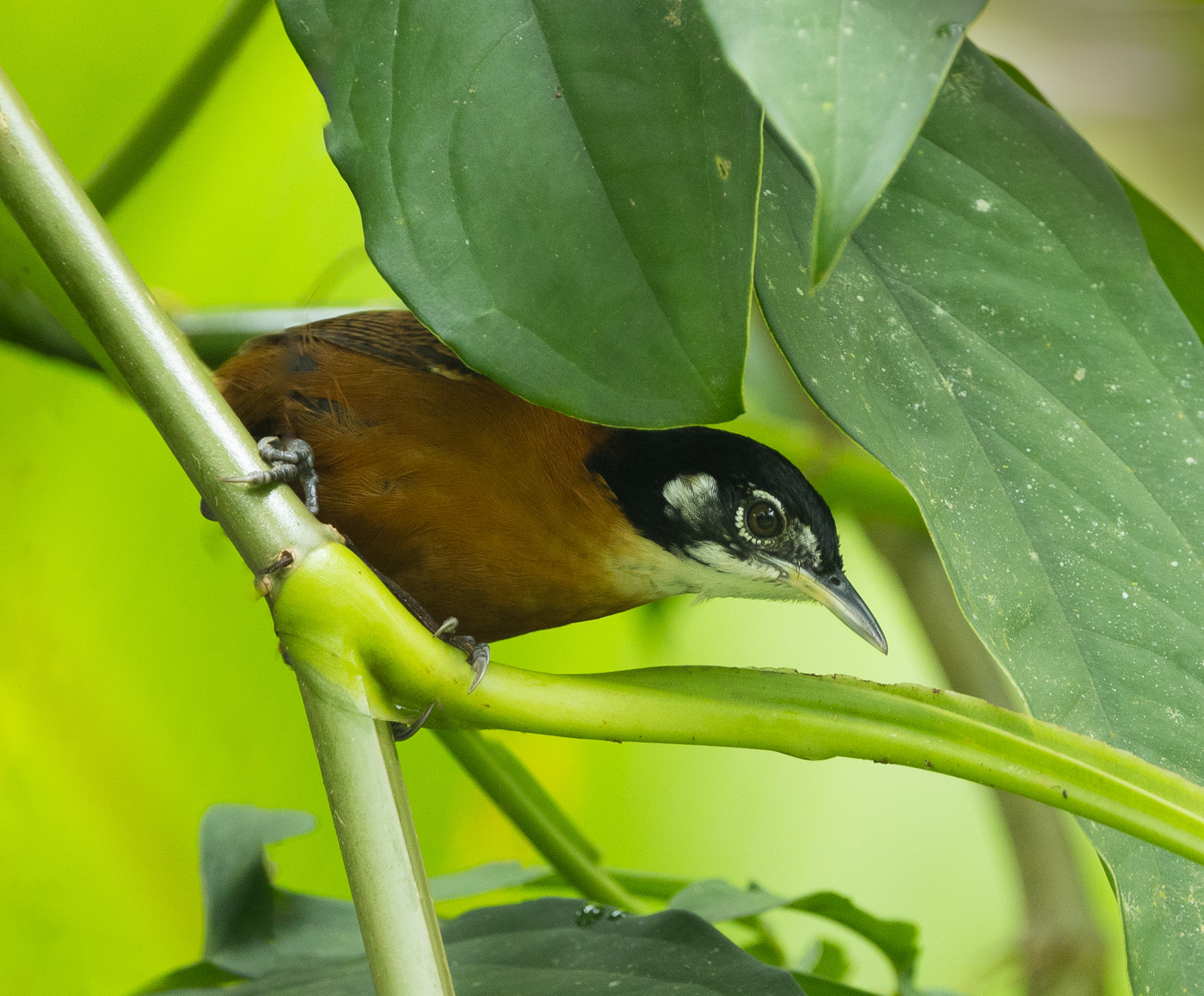 Bay Wren
