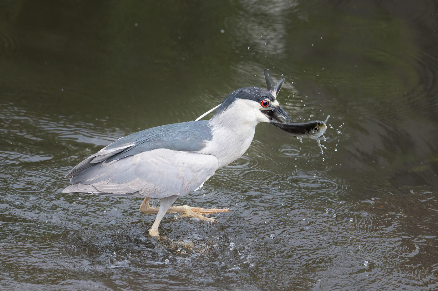 Black-crowned Night Heron 5114