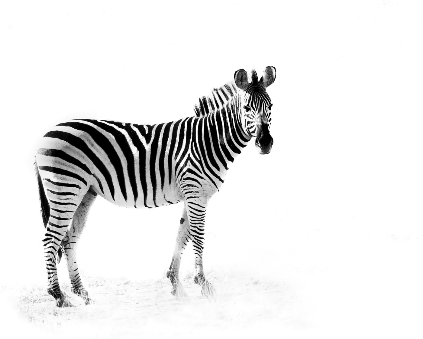 Zebra ~ Photographed in the Chobe River National Park in Botswana, this zebra was given a high key treatment to let those beautiful stripes stand out. 