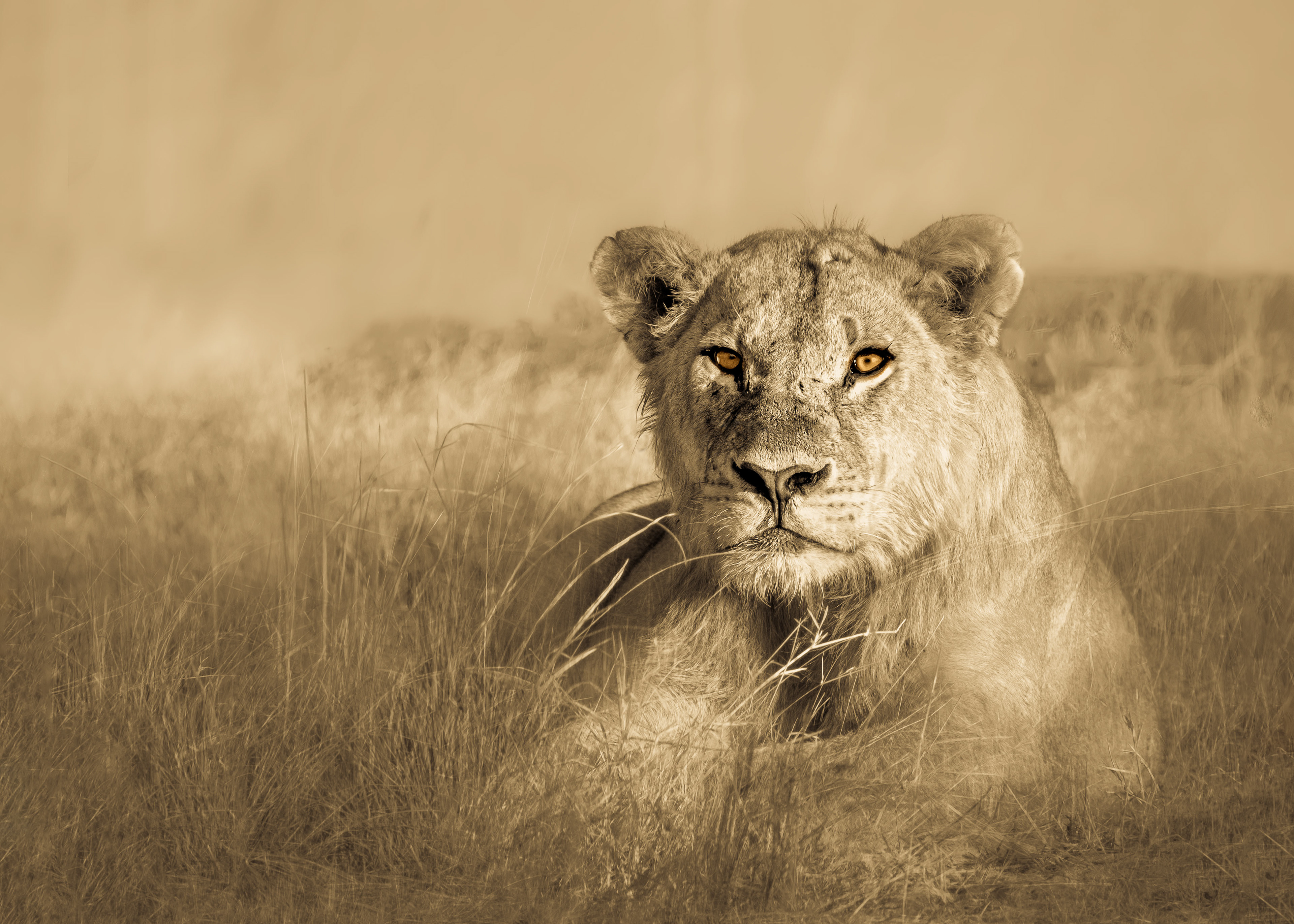 Lioness II