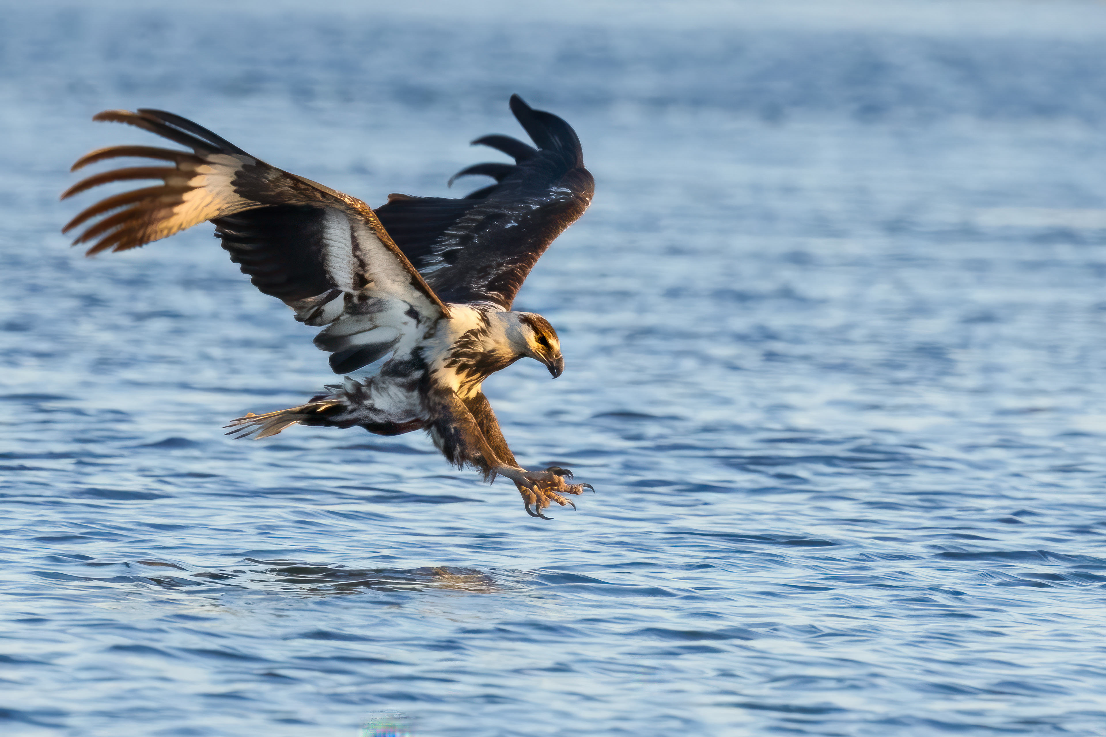 Juvenile Fish-Eagle hunting