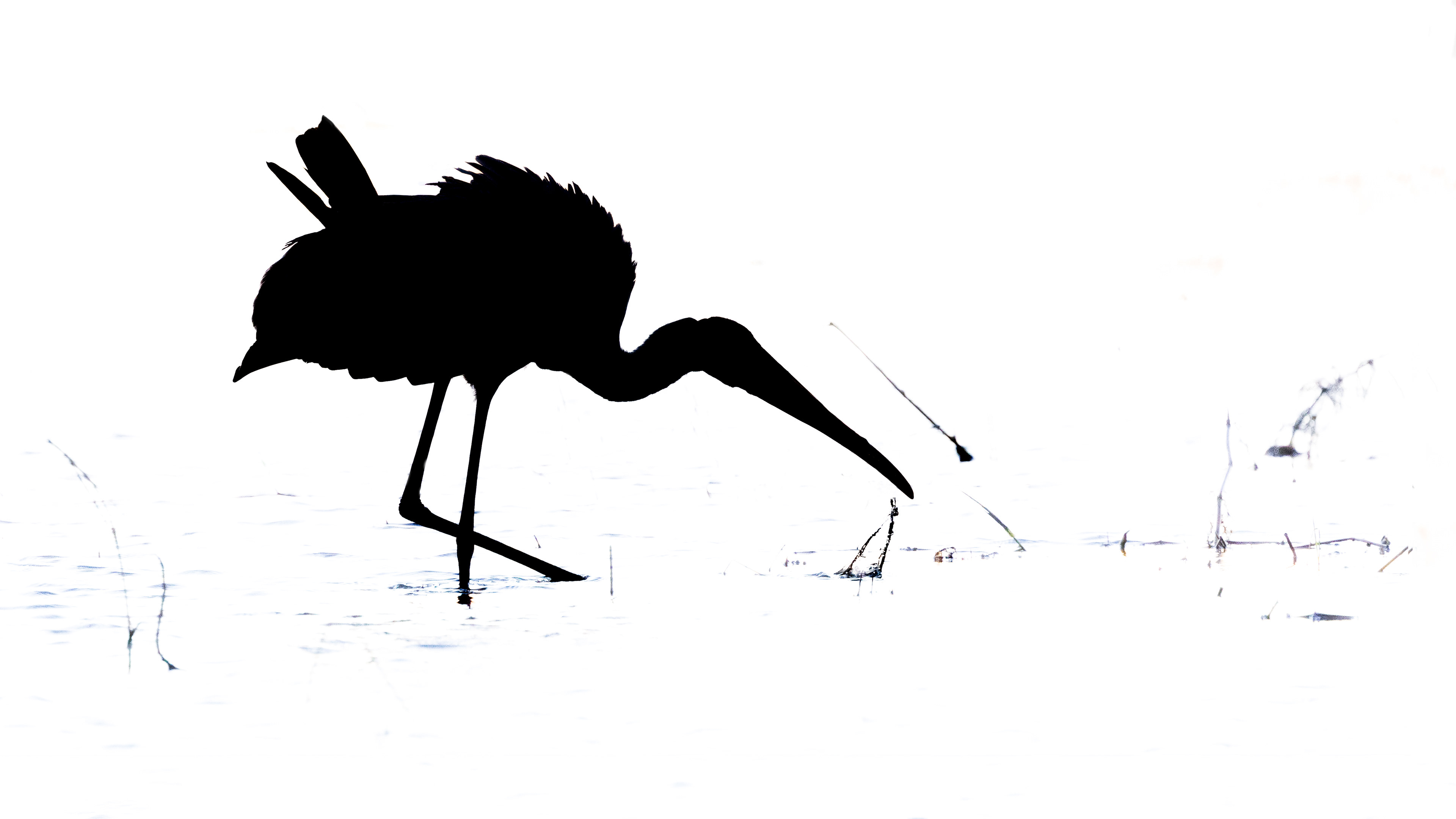 Yellow-billed Stork in Silhouette