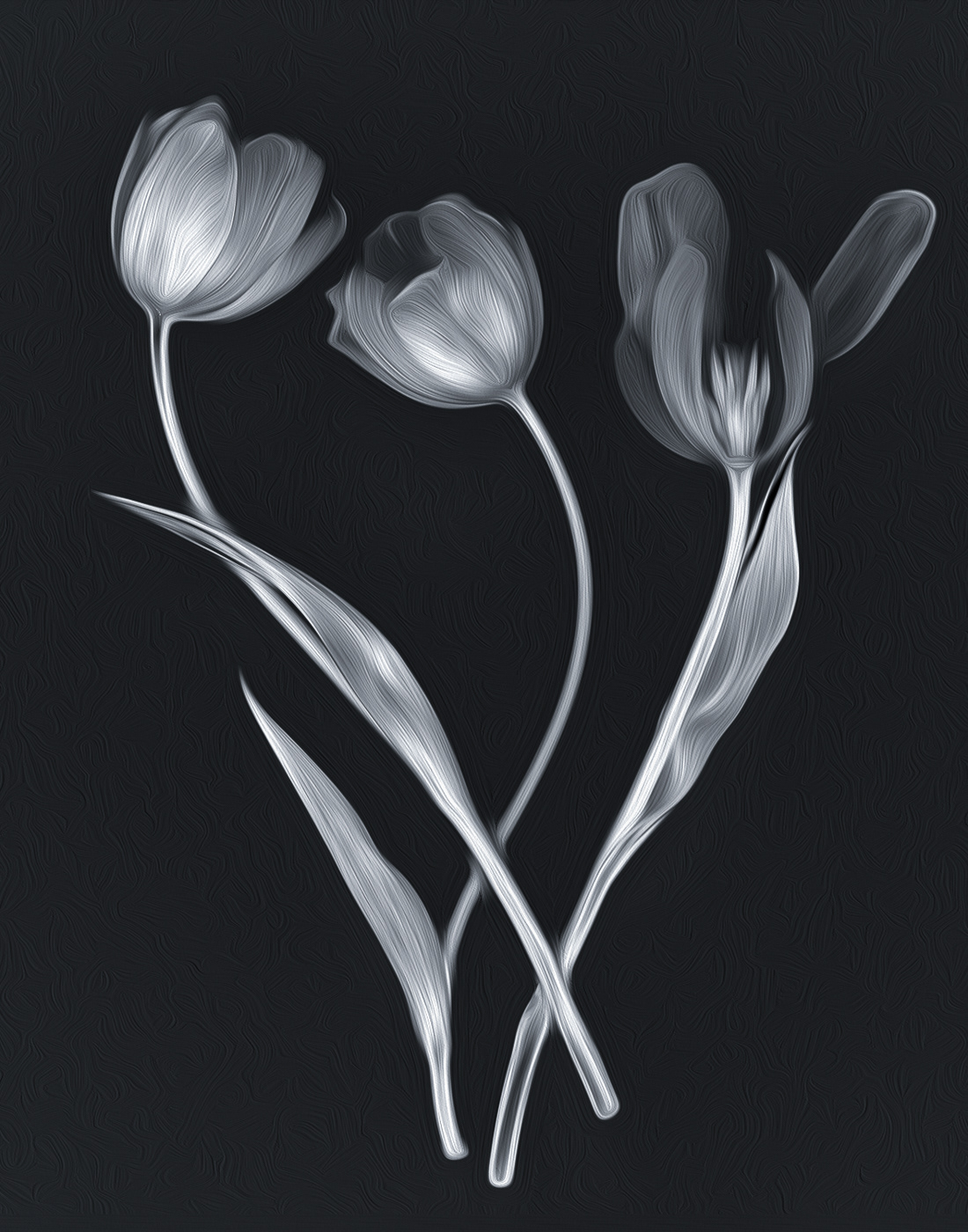 Garden Party Trio ~ A trio of tulips photographed on my light pad and edited with a black and white treatment for drama.