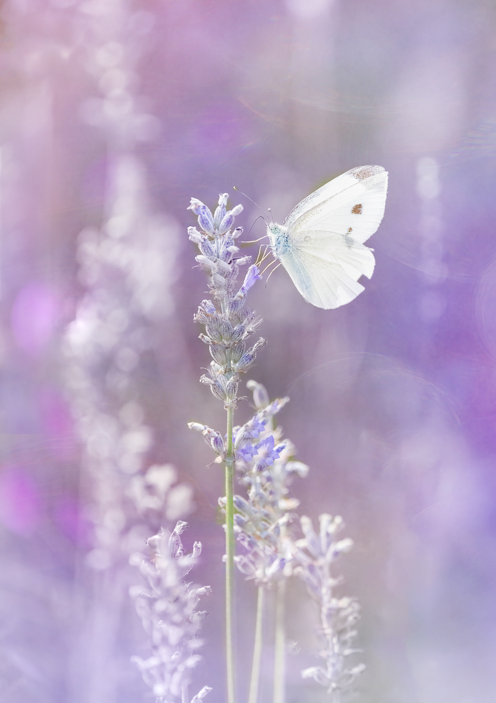 White on Lavender