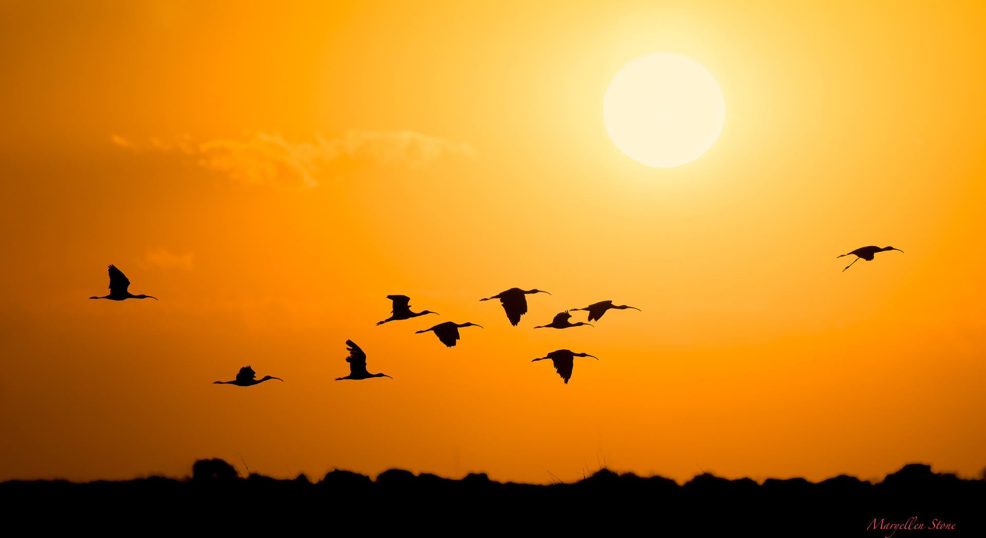 Morning On The Chobe River