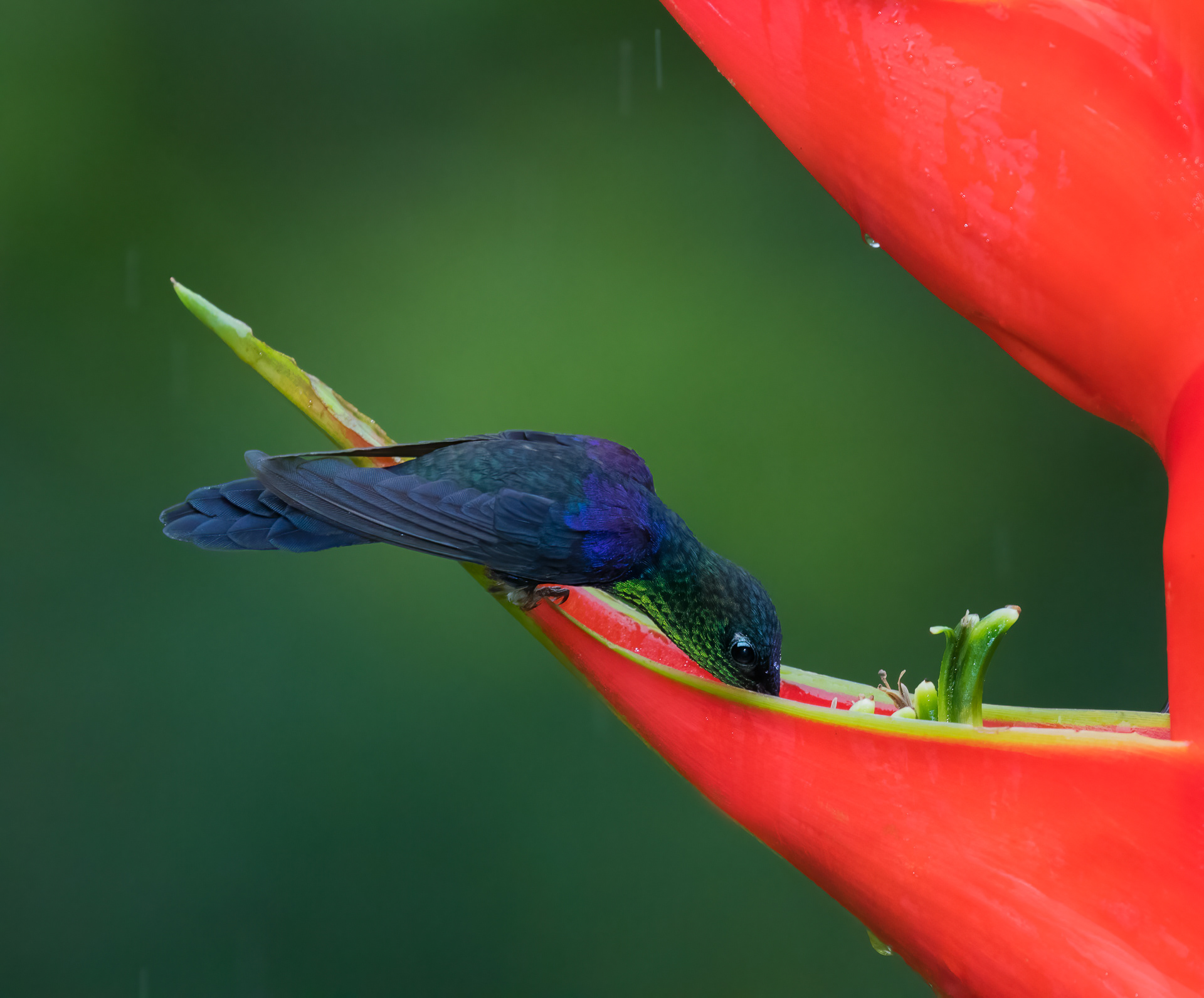 Crowned Woodnymph in Rain