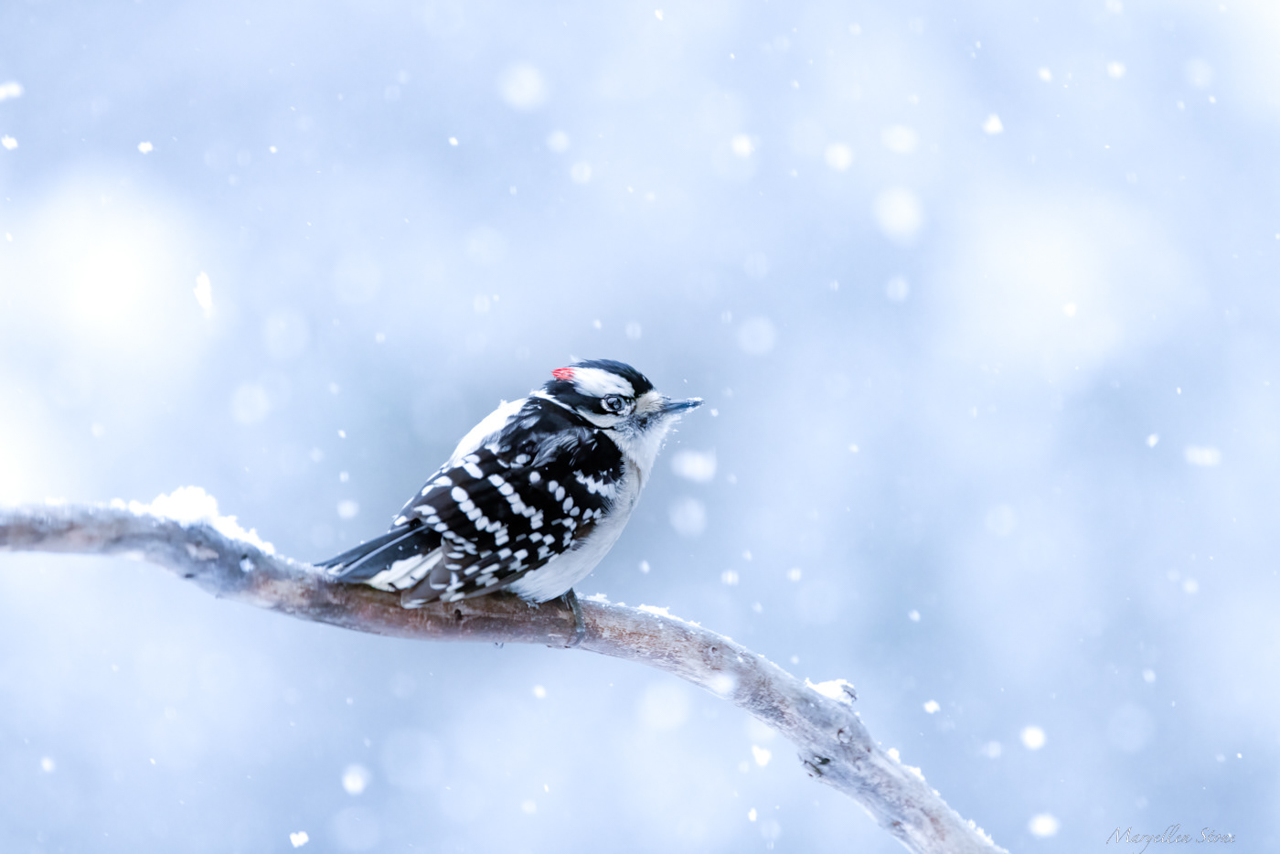 Downy Woodpecker in Snow