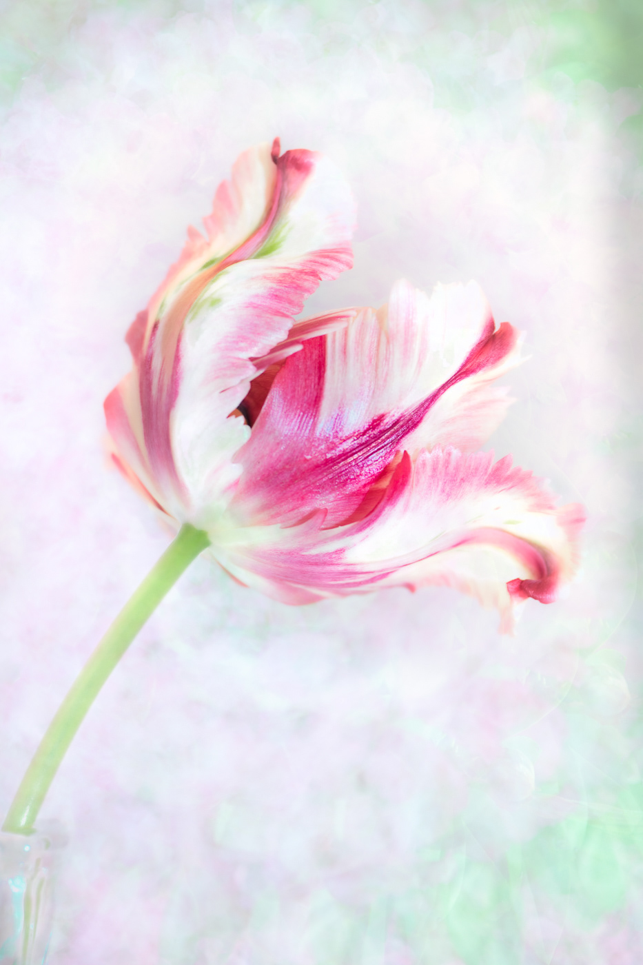 Parrot Tulip