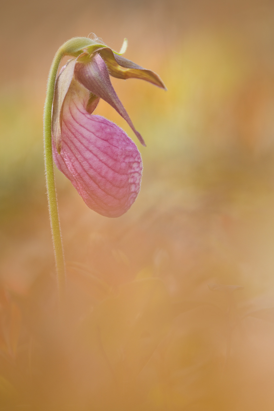 Delicate Slipper ~ A lovely Lady Slipper, a wildflower found in the woodlands of New England. 