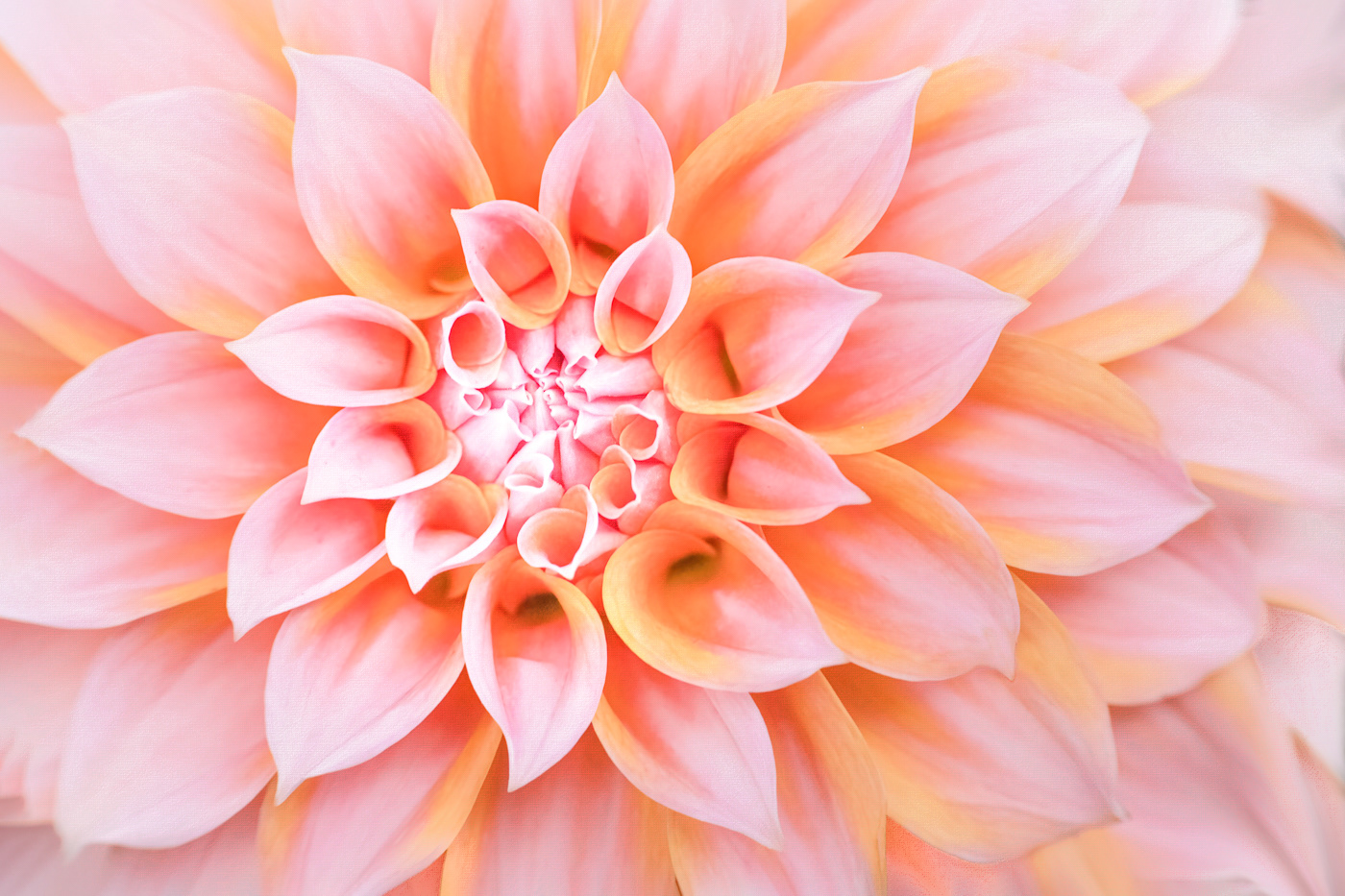 Peaches and Cream Dahlia