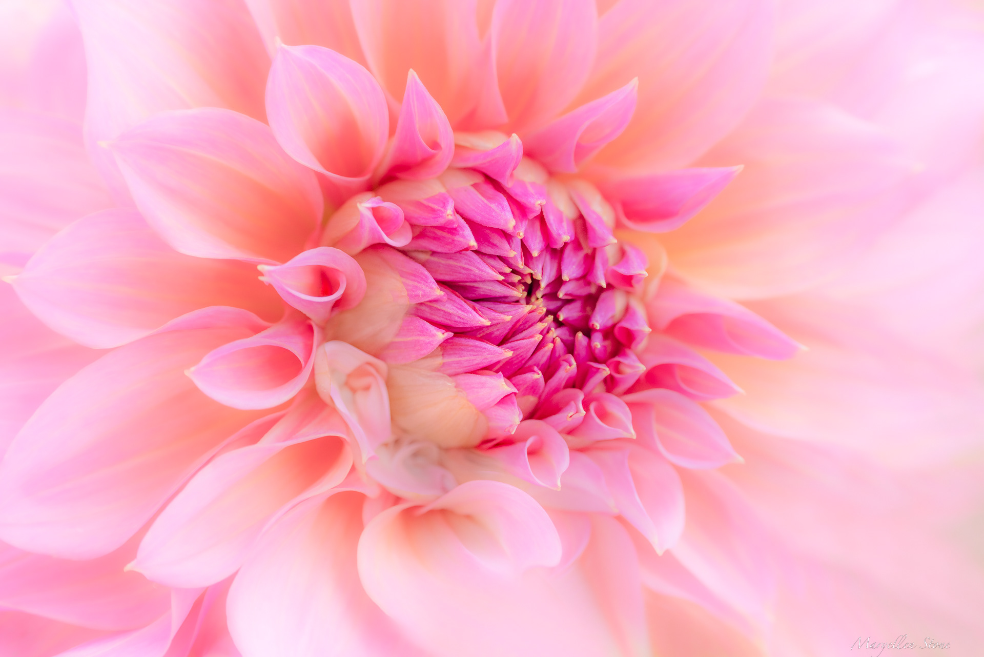 Dahlia~ Arthur Hamblin From Generous Gardeners Dahlia spectacular in Gloucester, MA,, I am so grateful for the joy and beauty they provide.