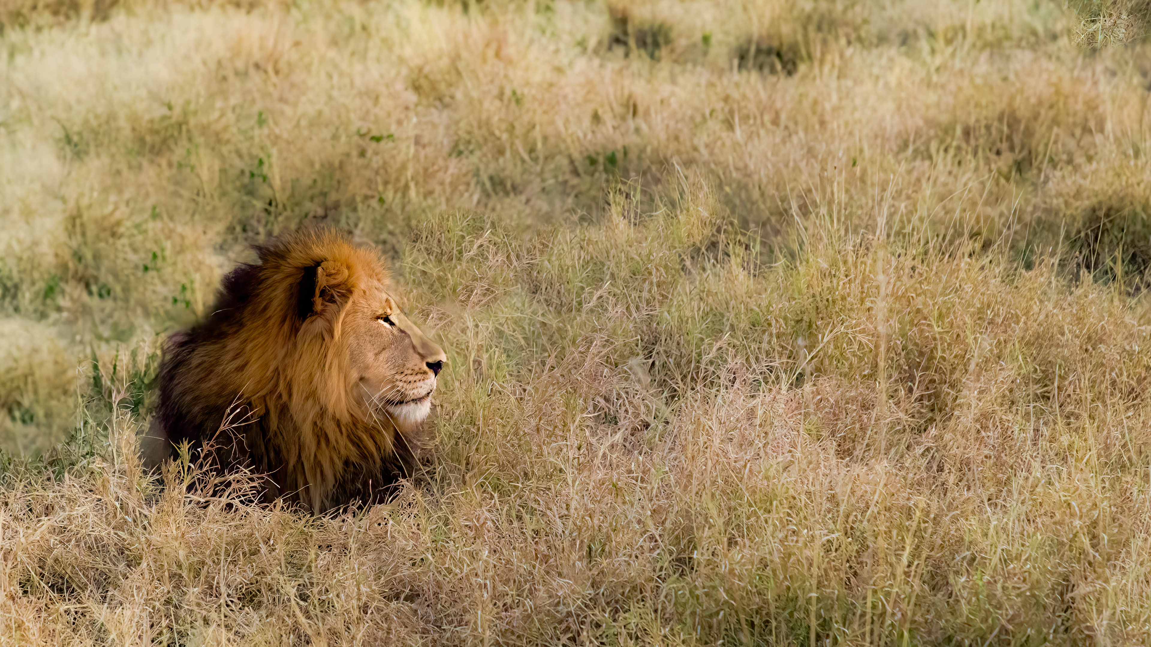 Lion In Grass