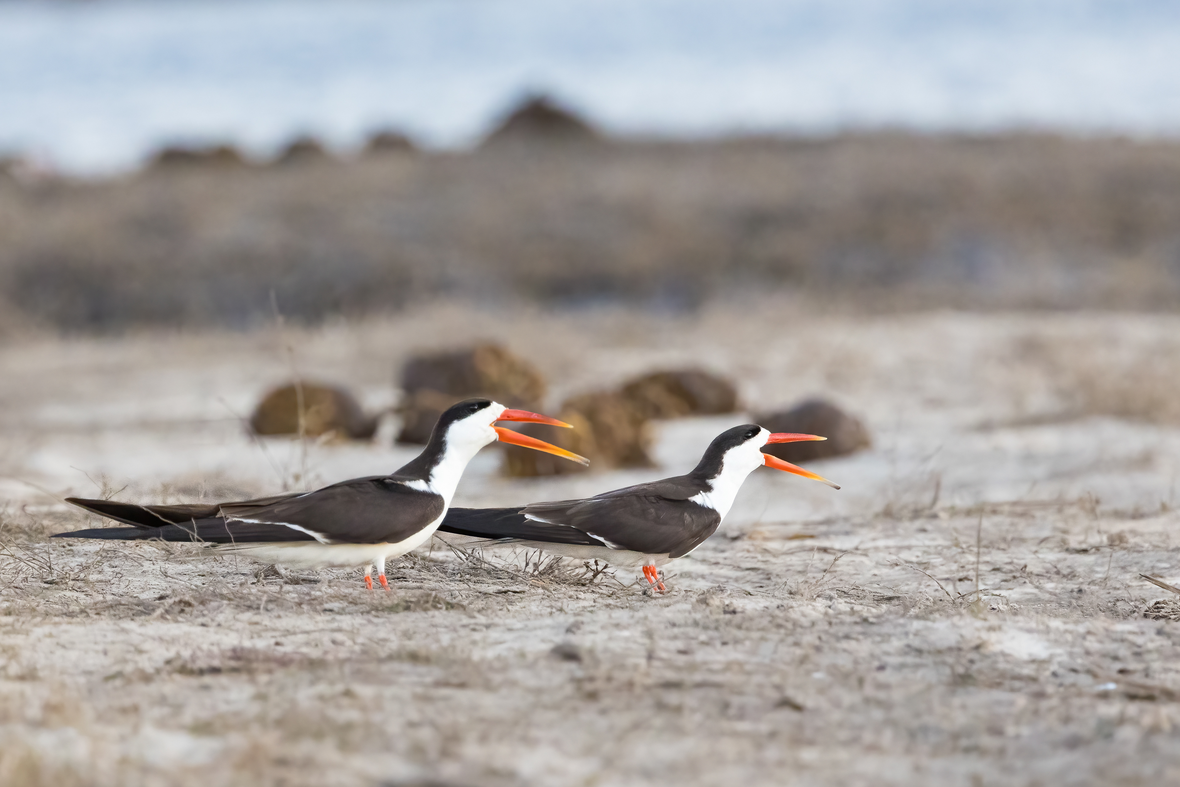 African Skimmers