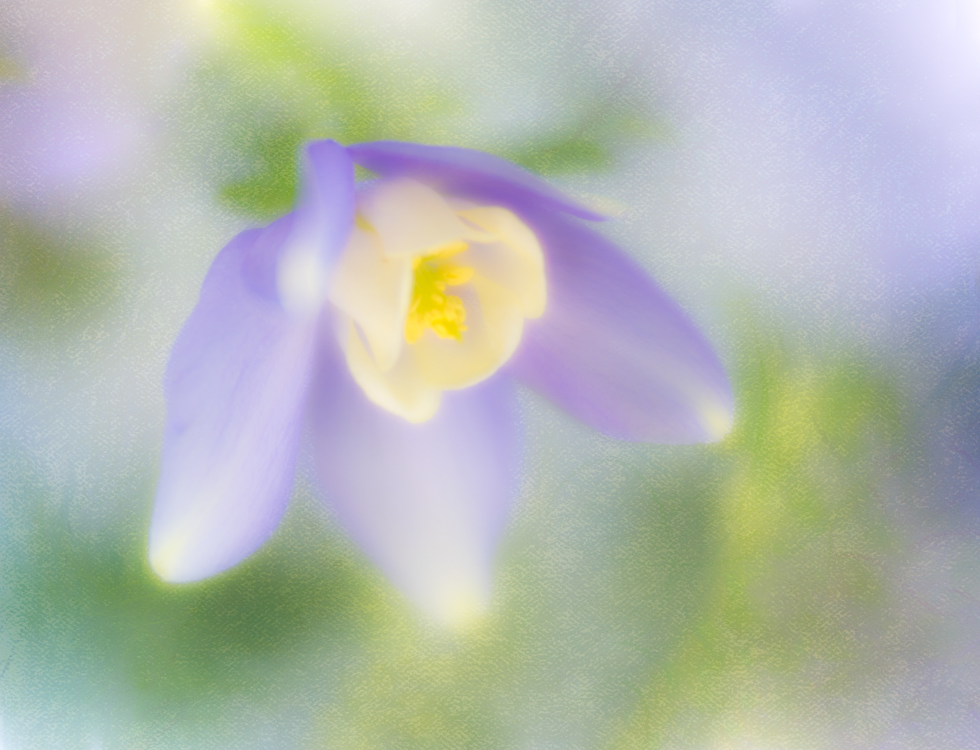 Purple Columbine High Key